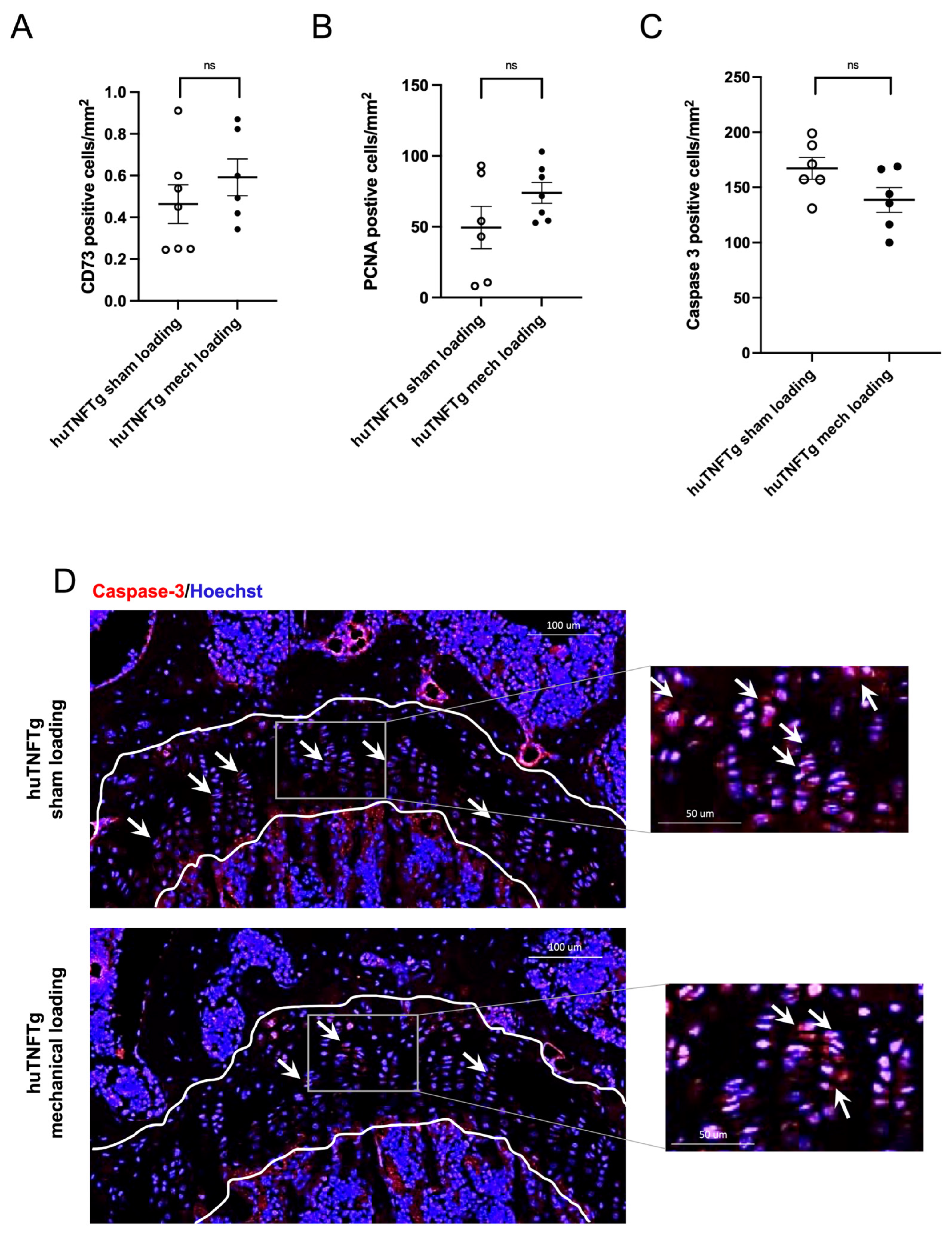 Cells 15 01458 g004 Cells 15 01458 g004