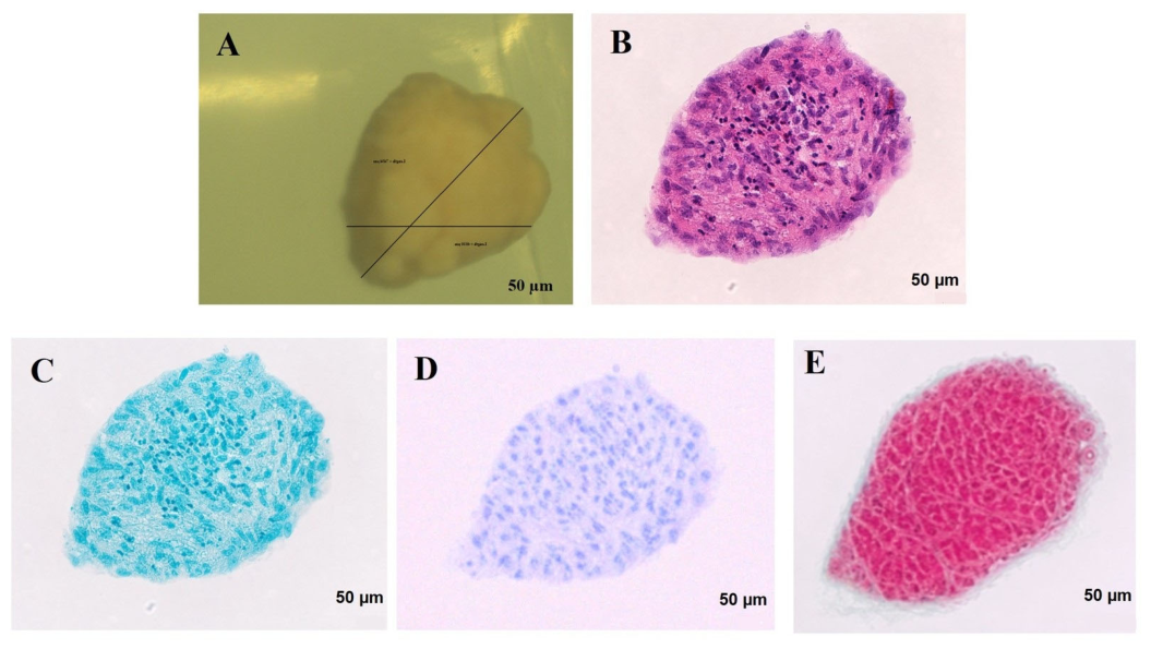 Cells 15 01482 g002