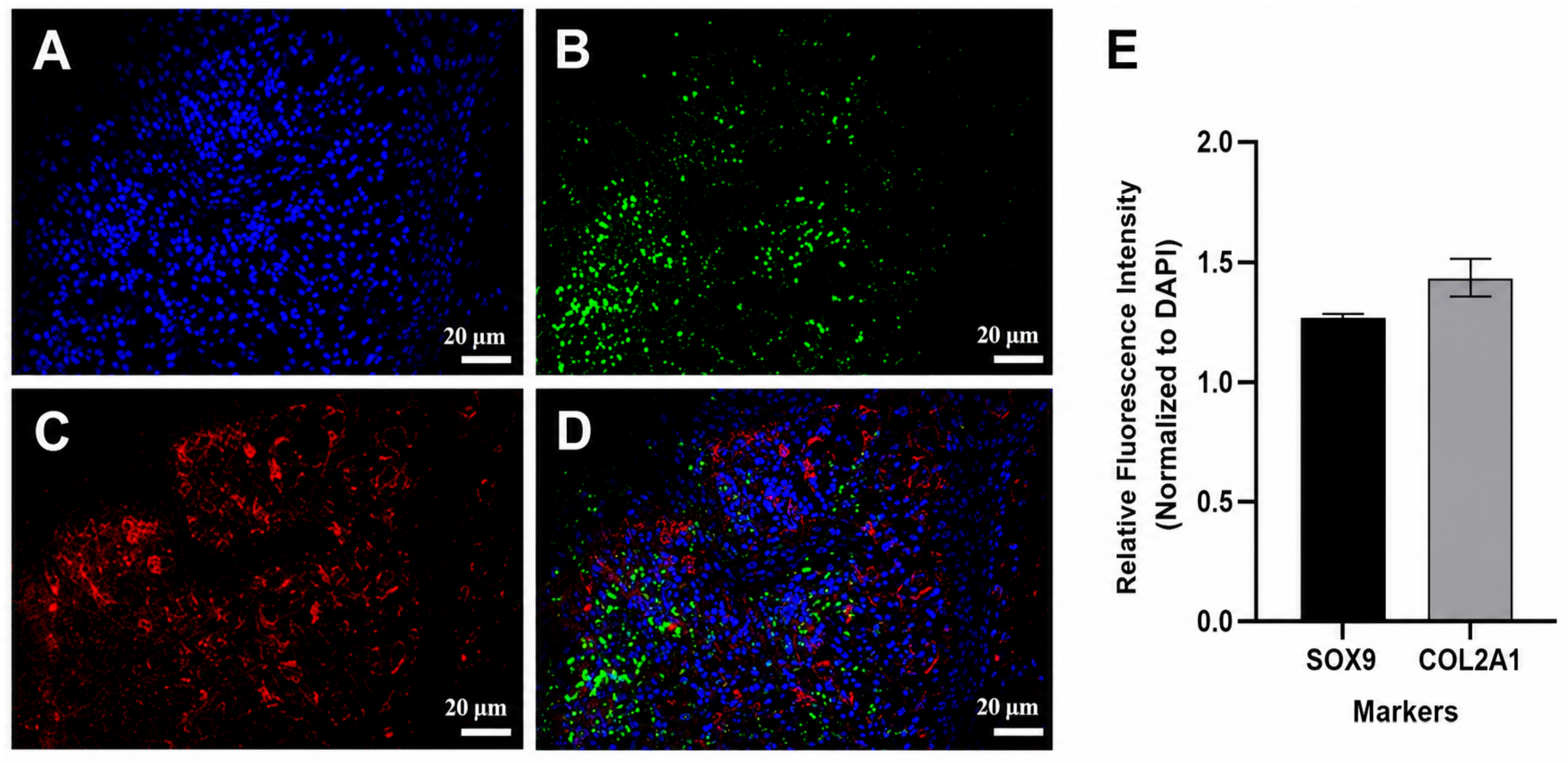 Cells 15 01482 g003