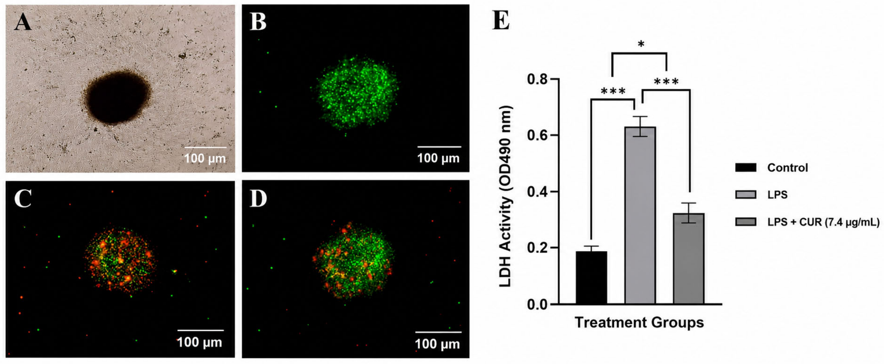 Cells 15 01482 g005