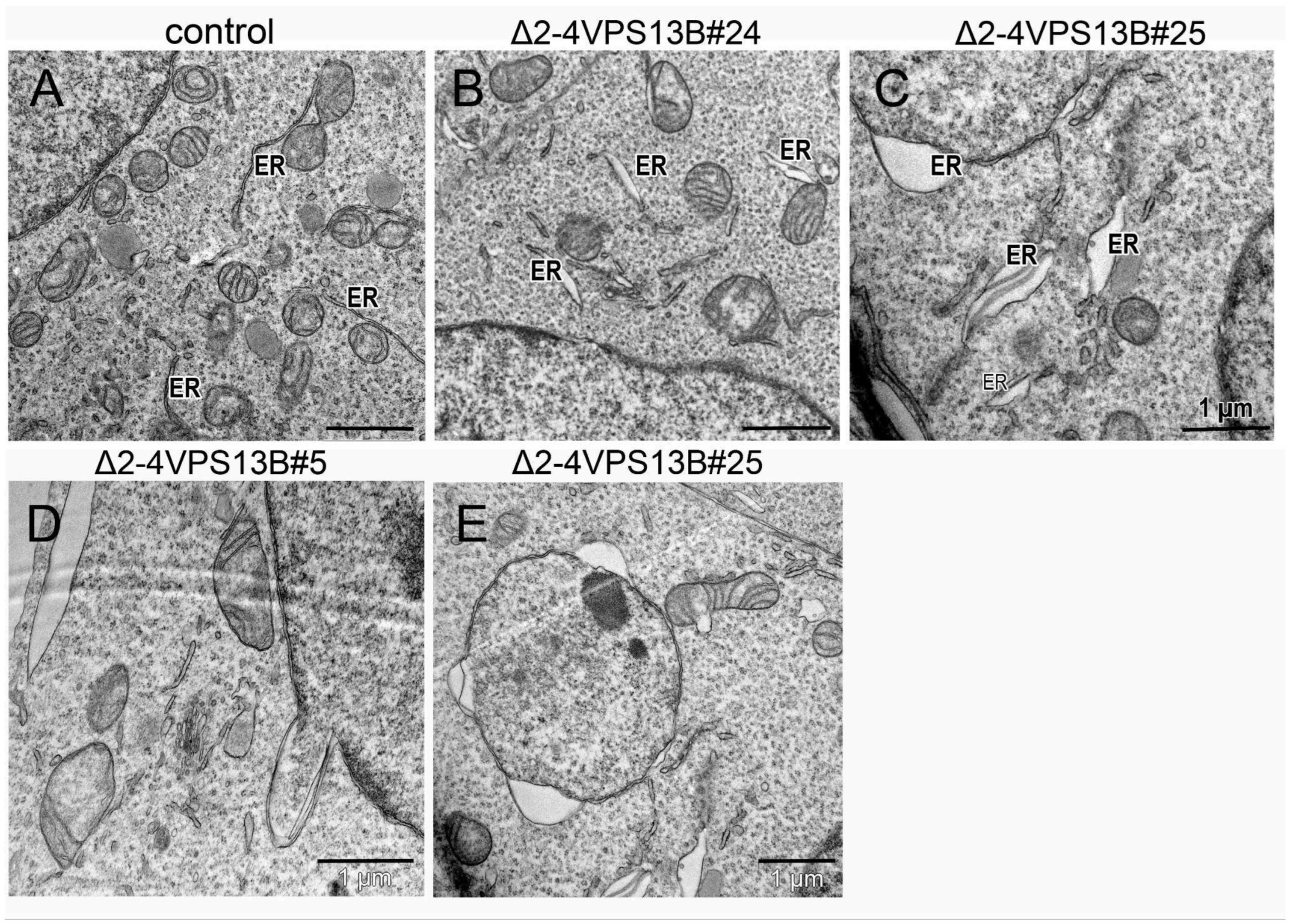 Cells 15 01535 g006 Cells 15 01535 g006