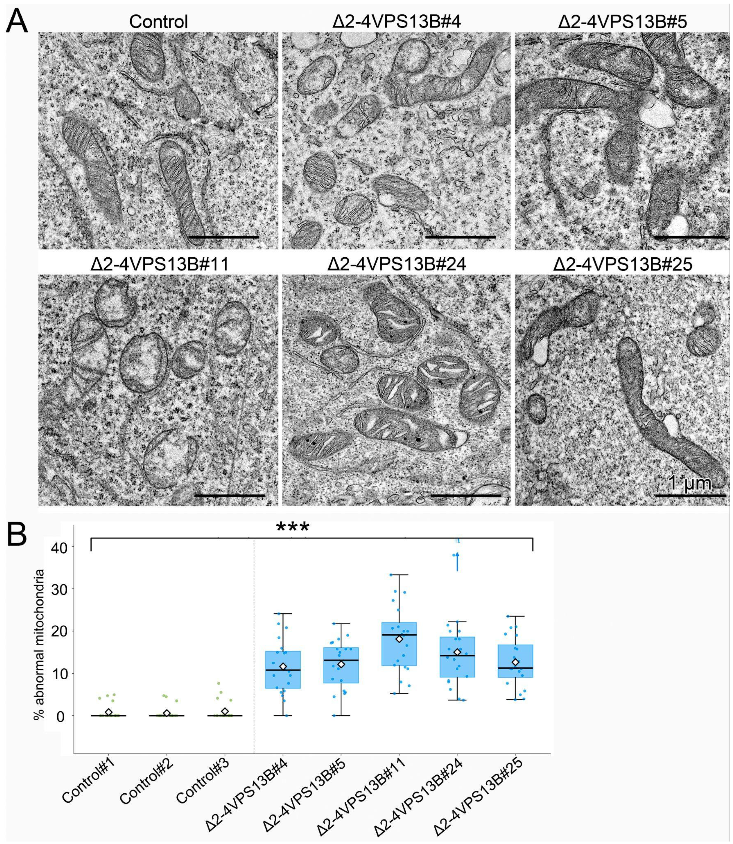 Cells 15 01535 g007 Cells 15 01535 g007