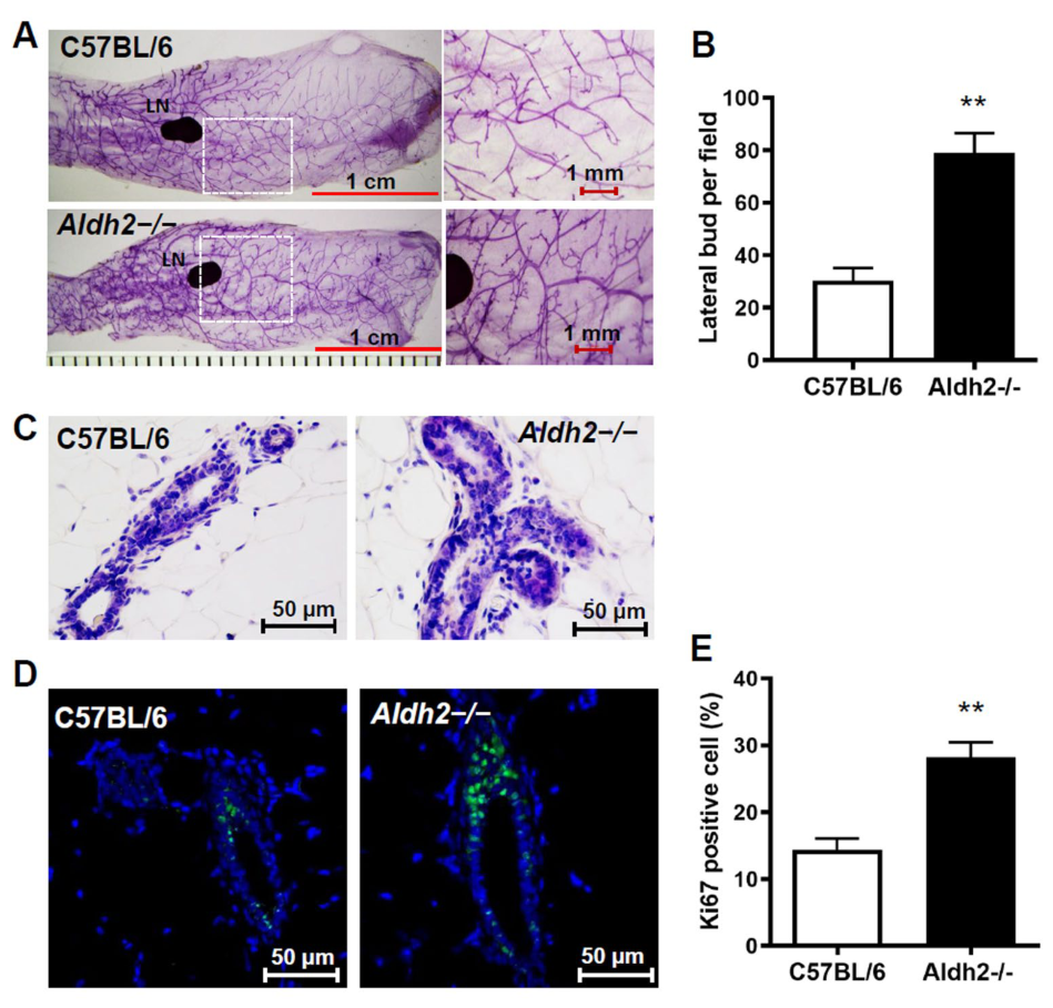 Cells 15 01632 g001 Cells 15 01632 g001