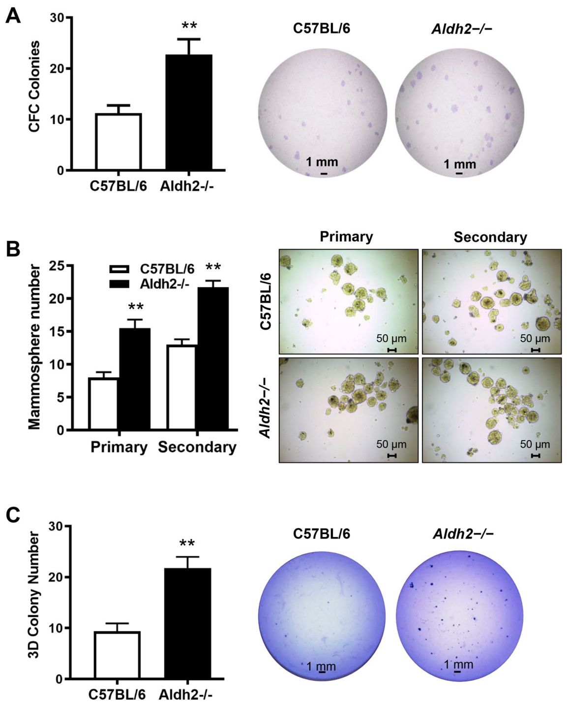 Cells 15 01632 g003 Cells 15 01632 g003