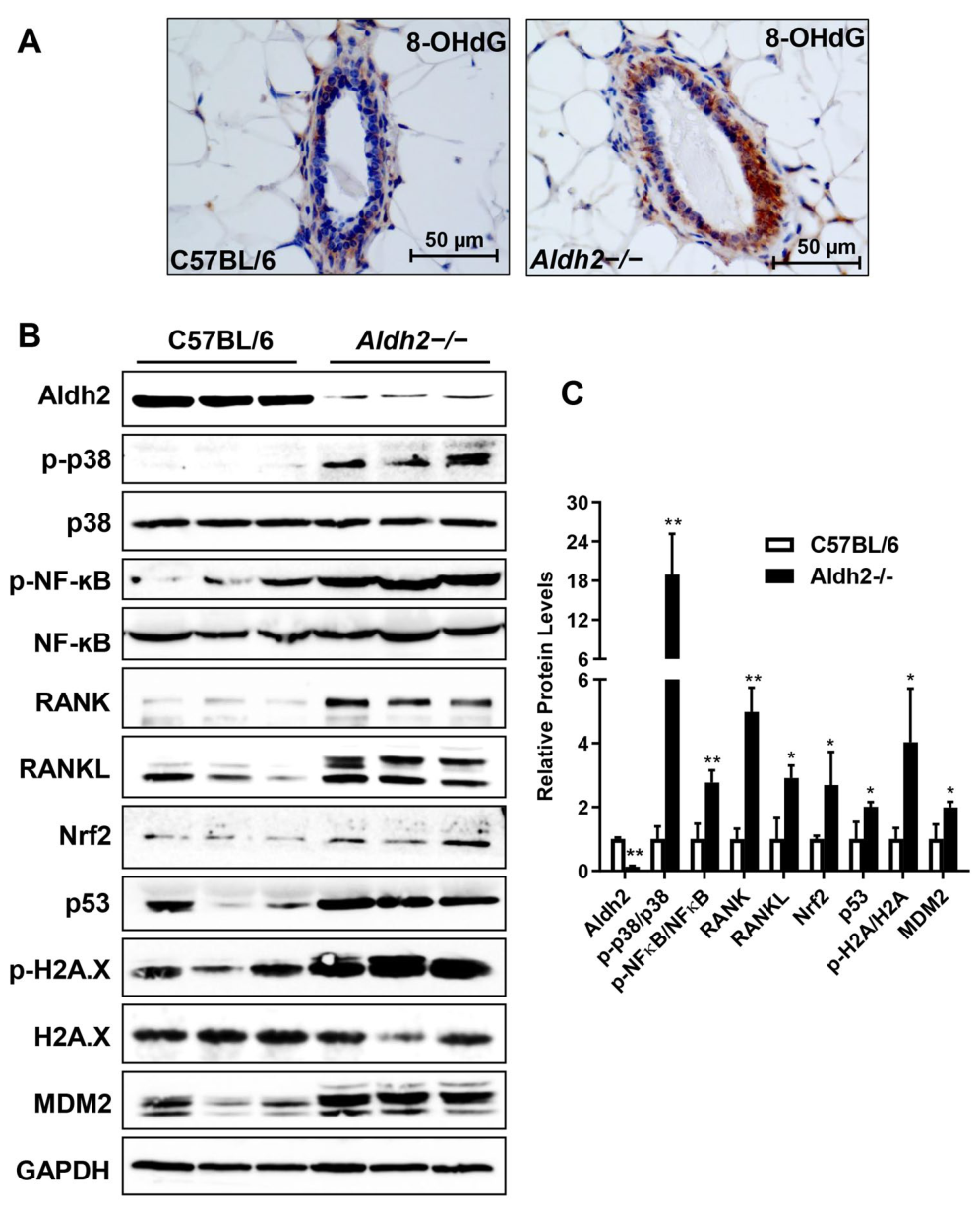 Cells 15 01632 g004 Cells 15 01632 g004
