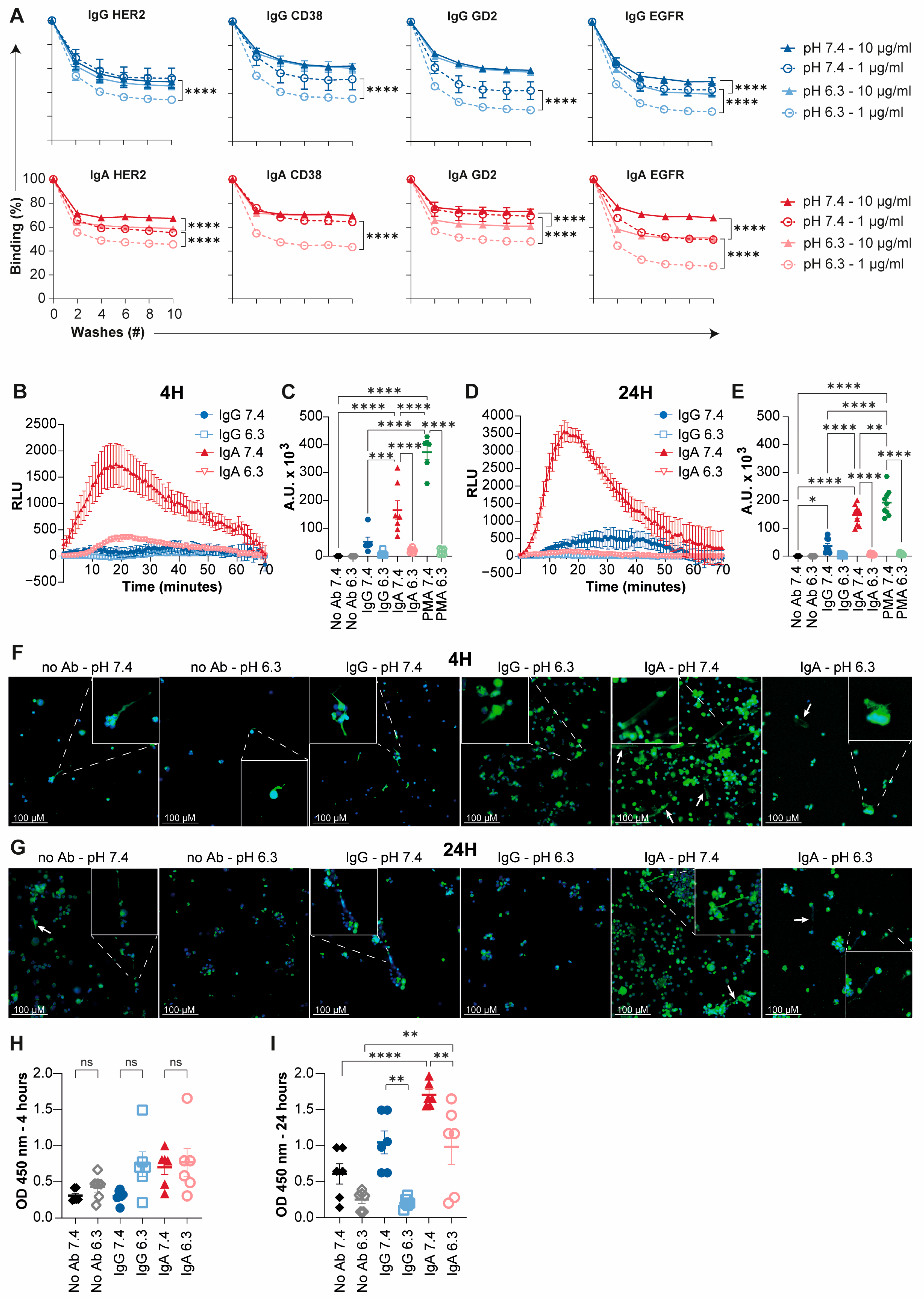 Cells 15 01663 g003 Cells 15 01663 g003