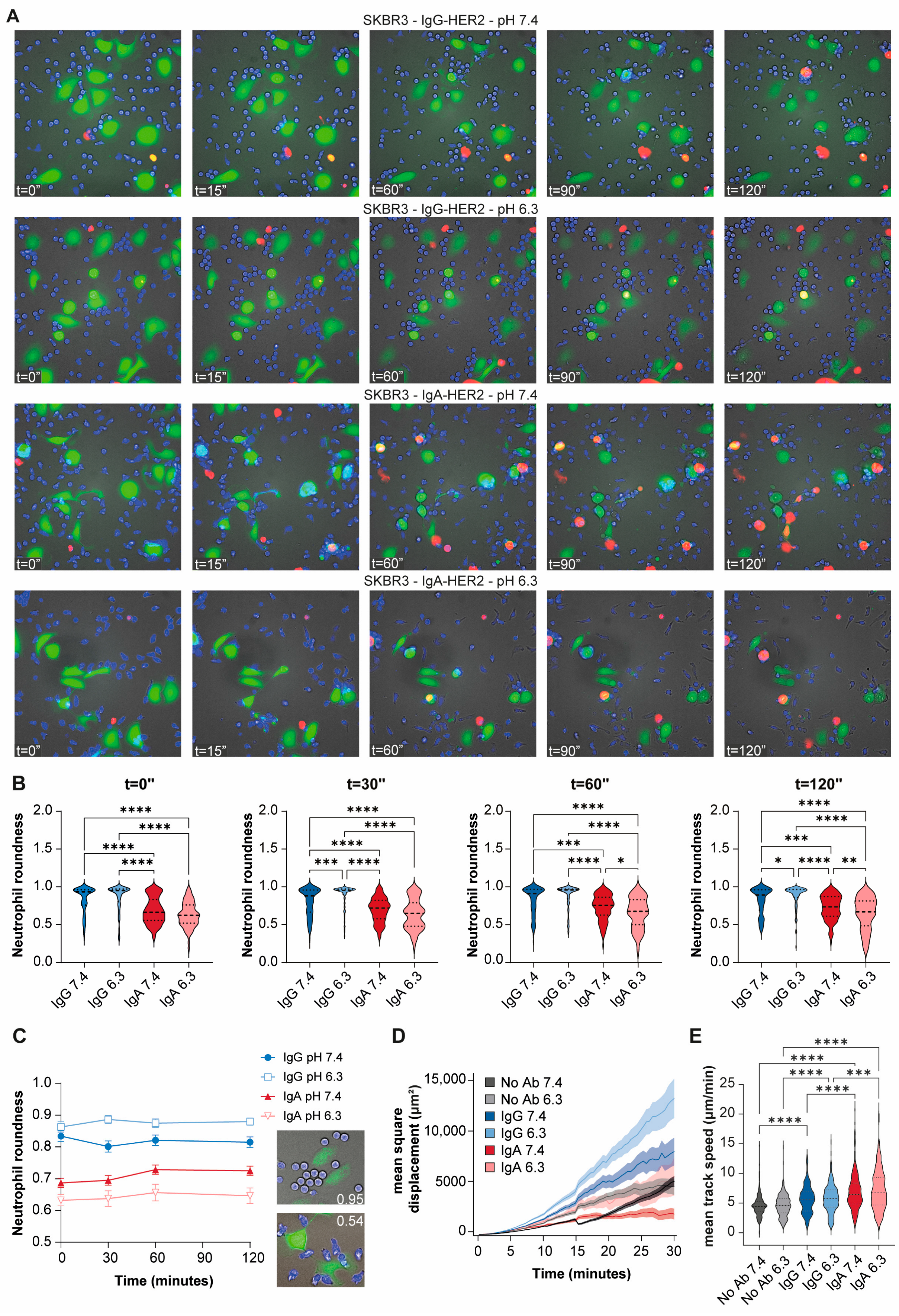 Cells 15 01663 g004 Cells 15 01663 g004