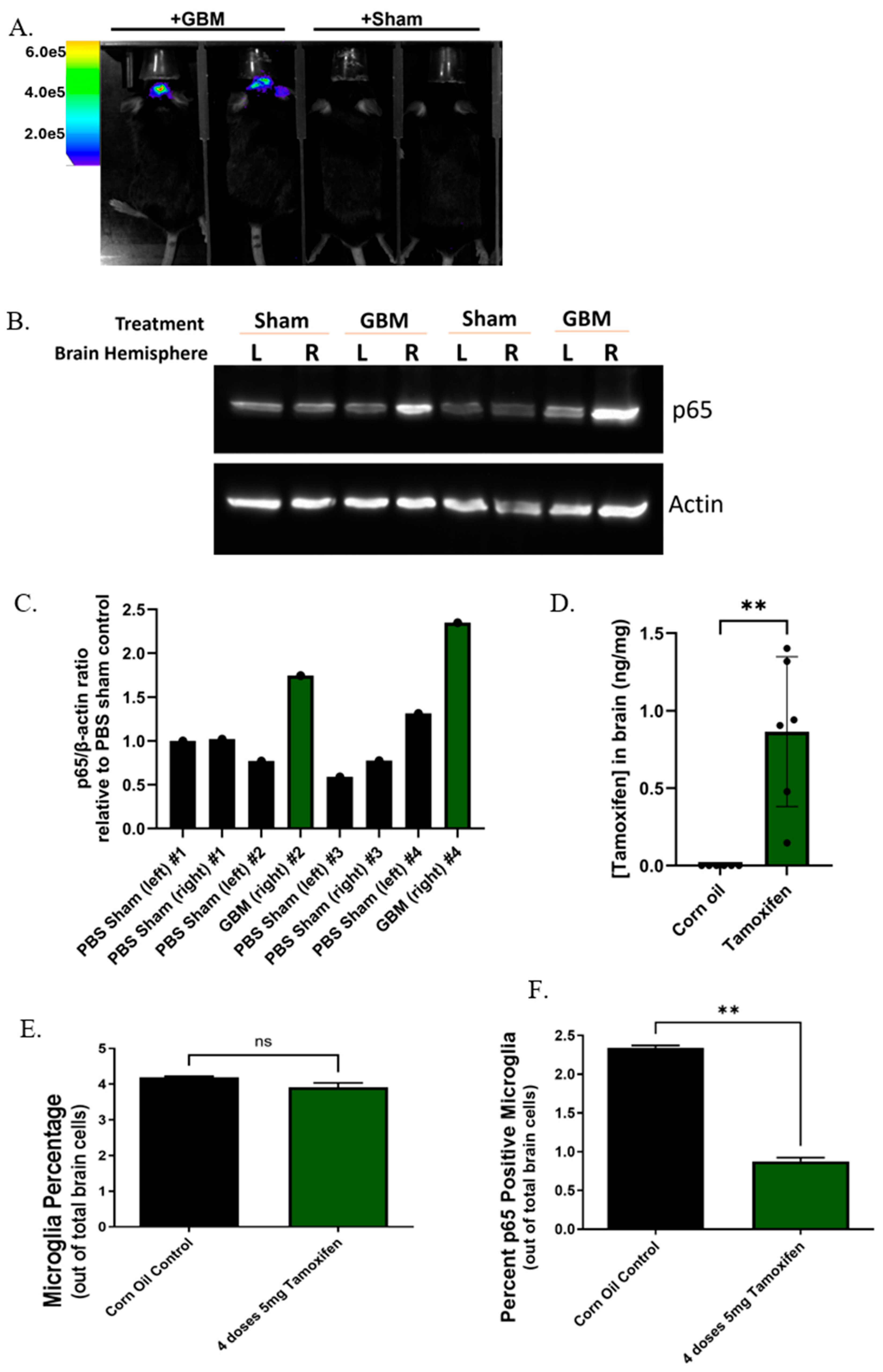 Cells 15 01668 g001