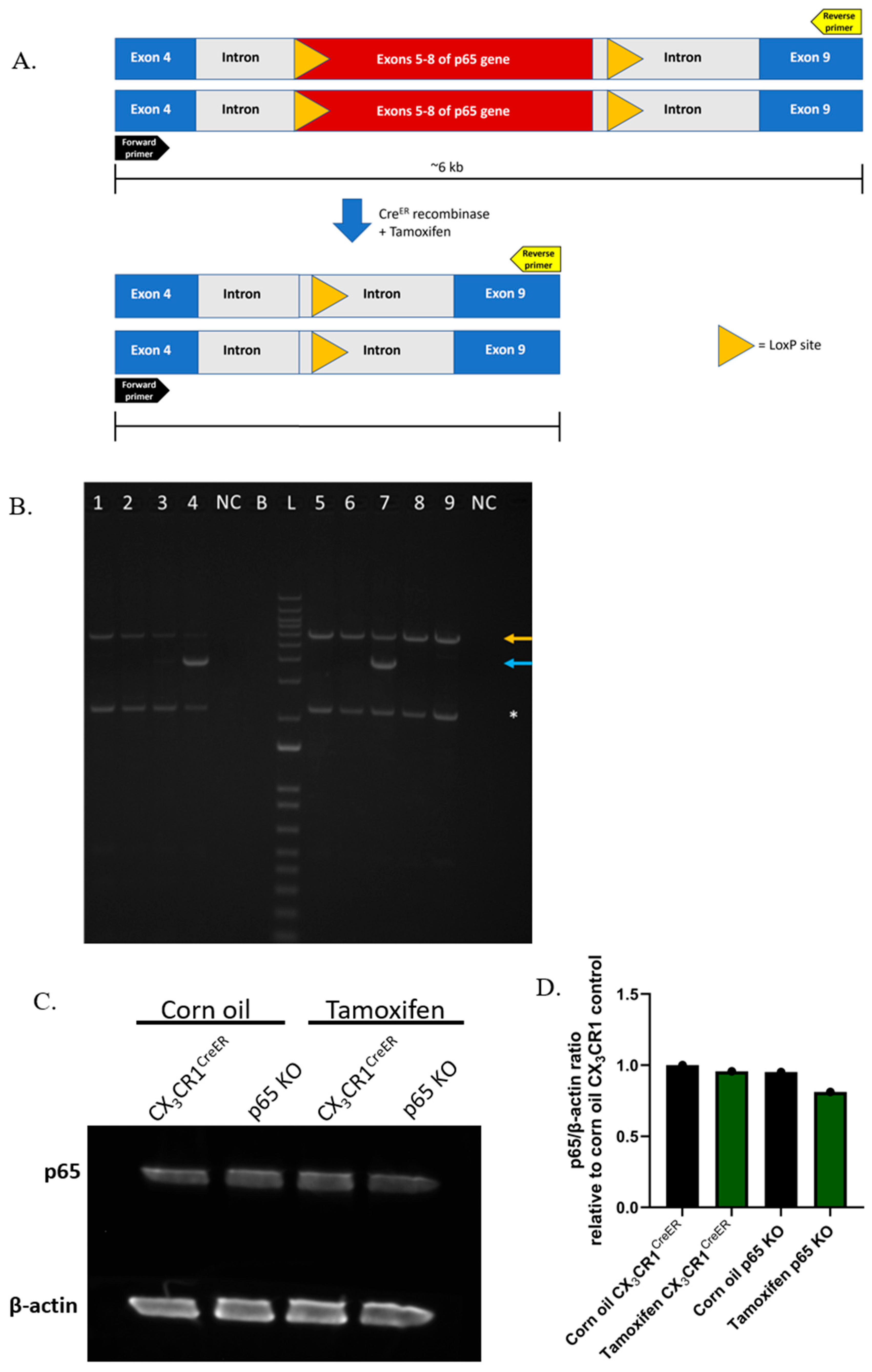 Cells 15 01668 g002