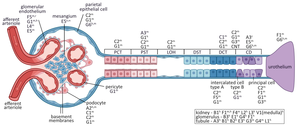 Cells 15 01669 g002 Cells 15 01669 g002