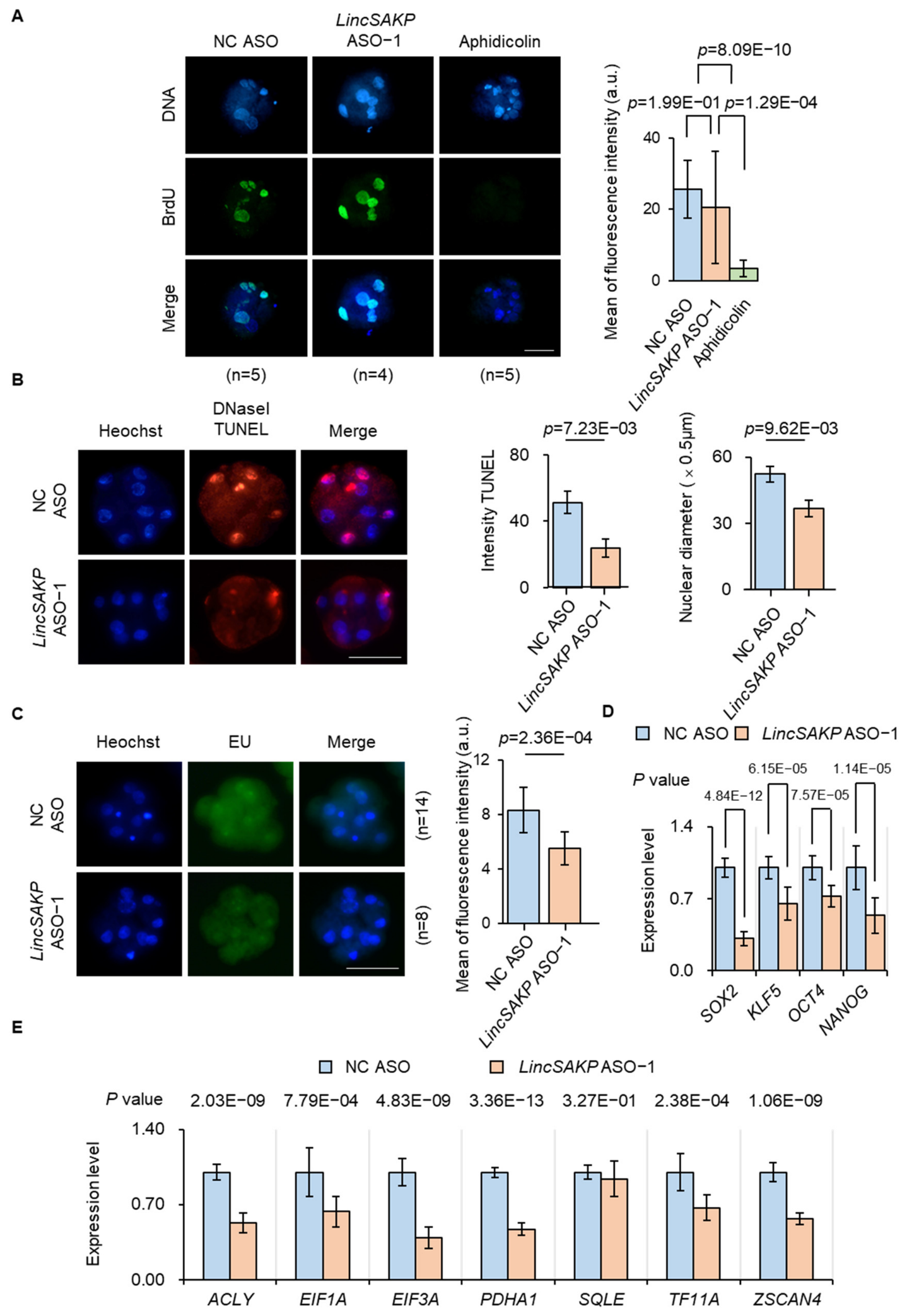 Cells 15 01707 g003 Cells 15 01707 g003