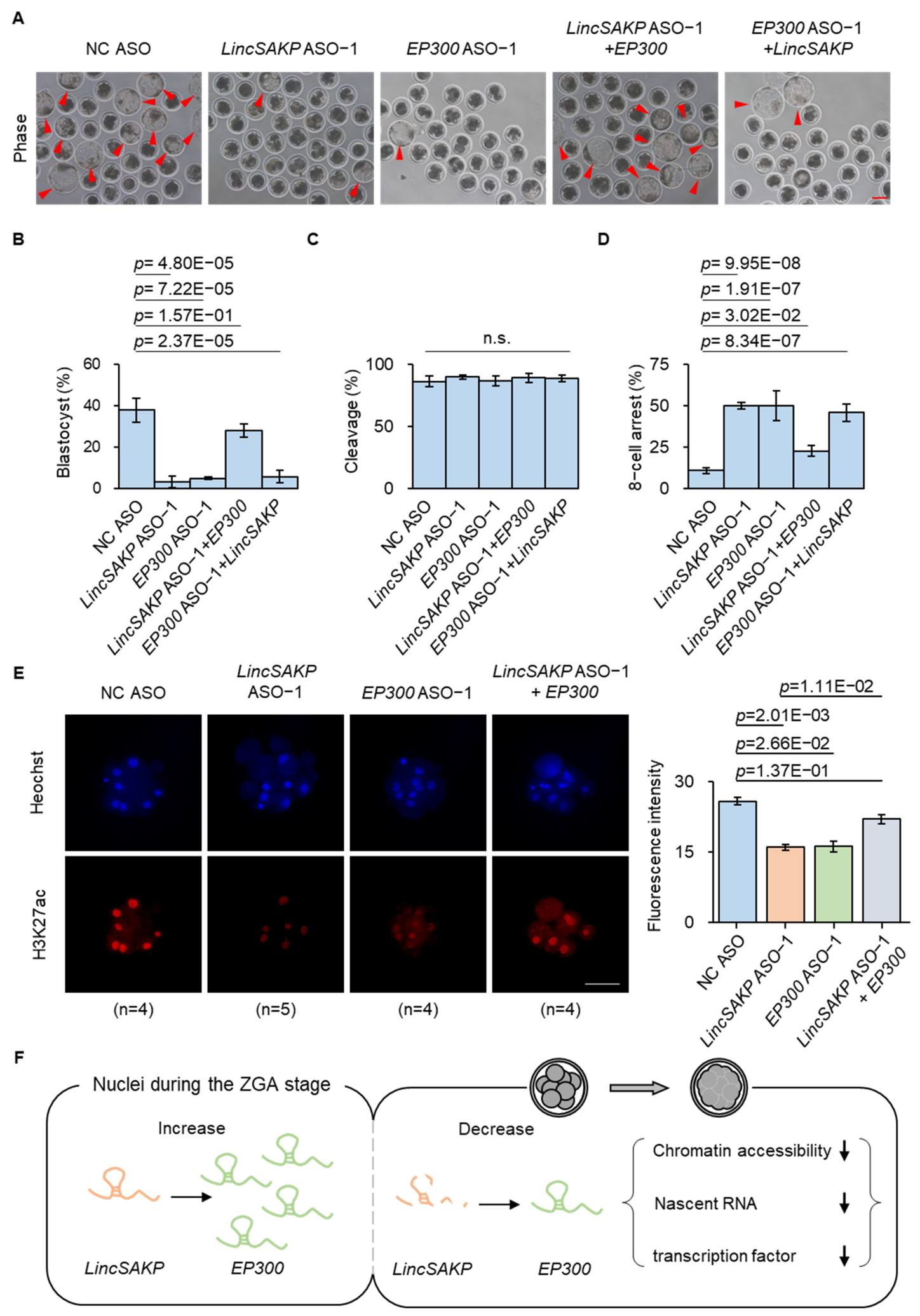 Cells 15 01707 g005 Cells 15 01707 g005