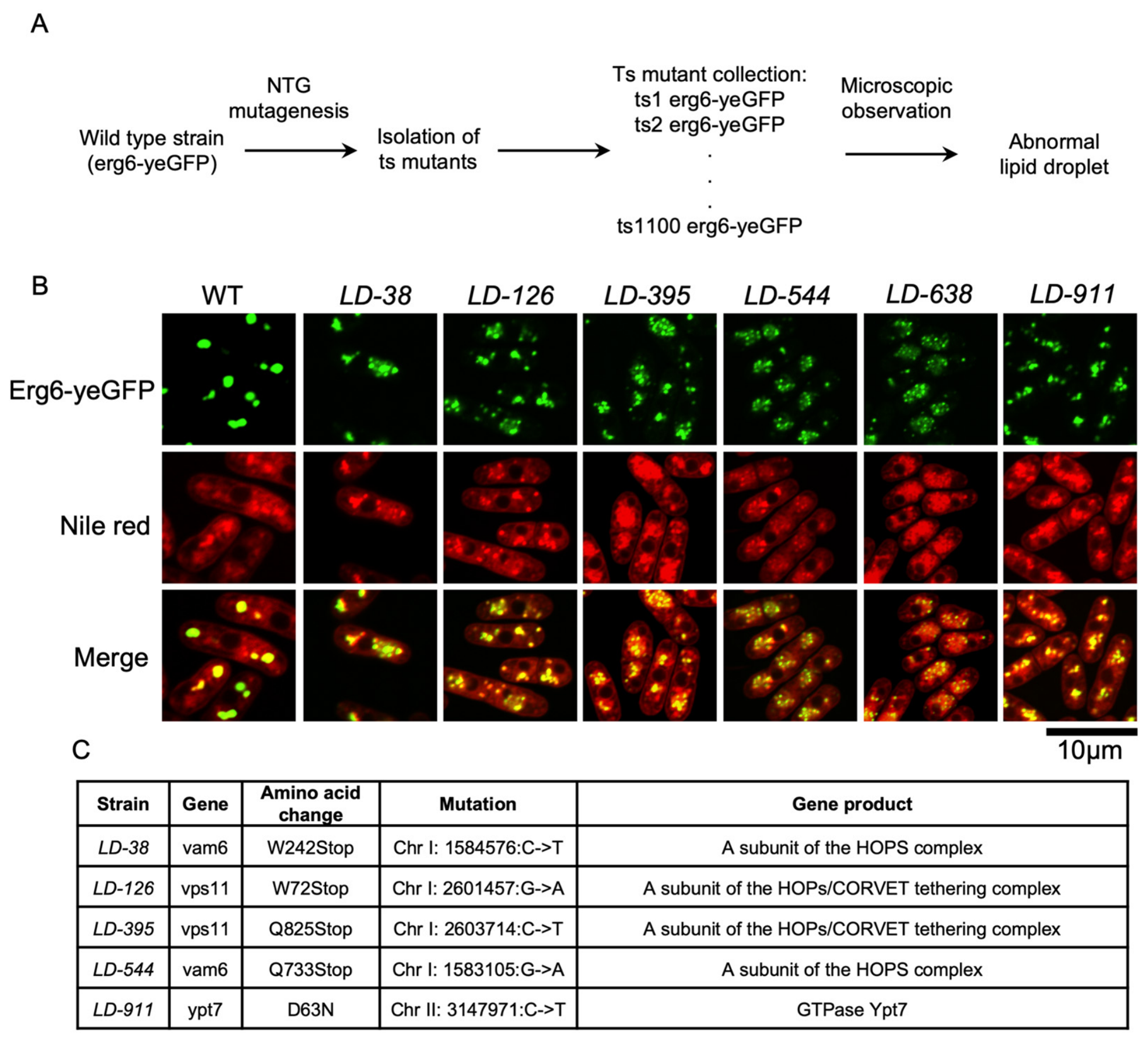 Cells 15 01724 g001 Cells 15 01724 g001