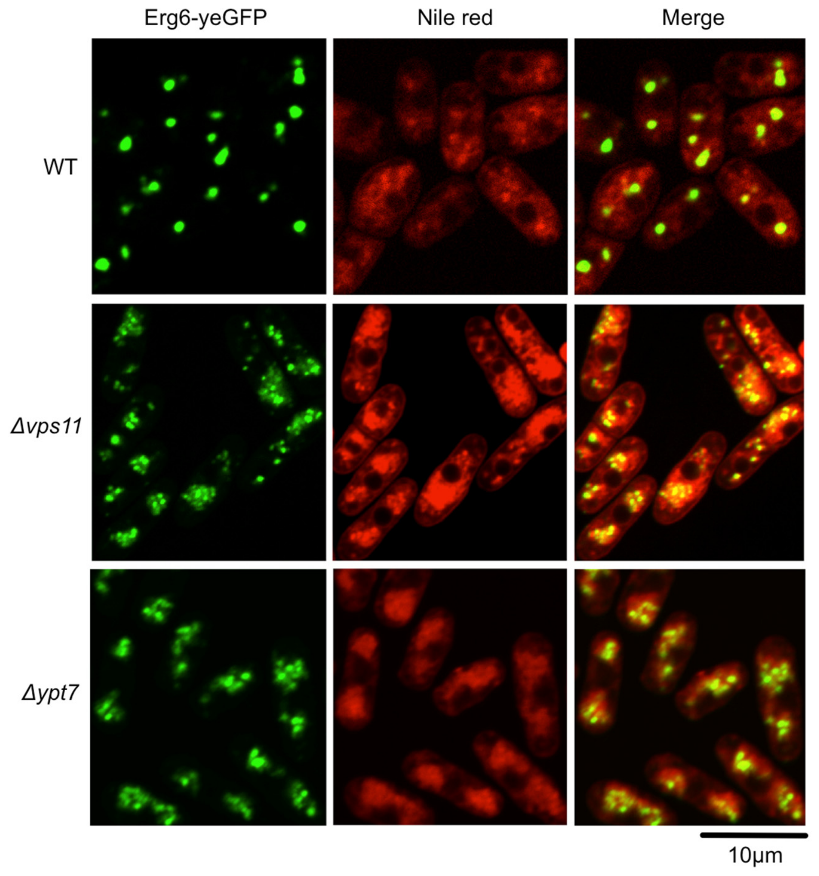Cells 15 01724 g002 Cells 15 01724 g002