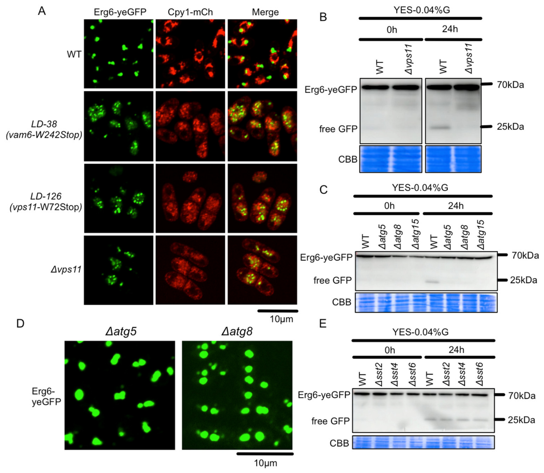 Cells 15 01724 g003 Cells 15 01724 g003