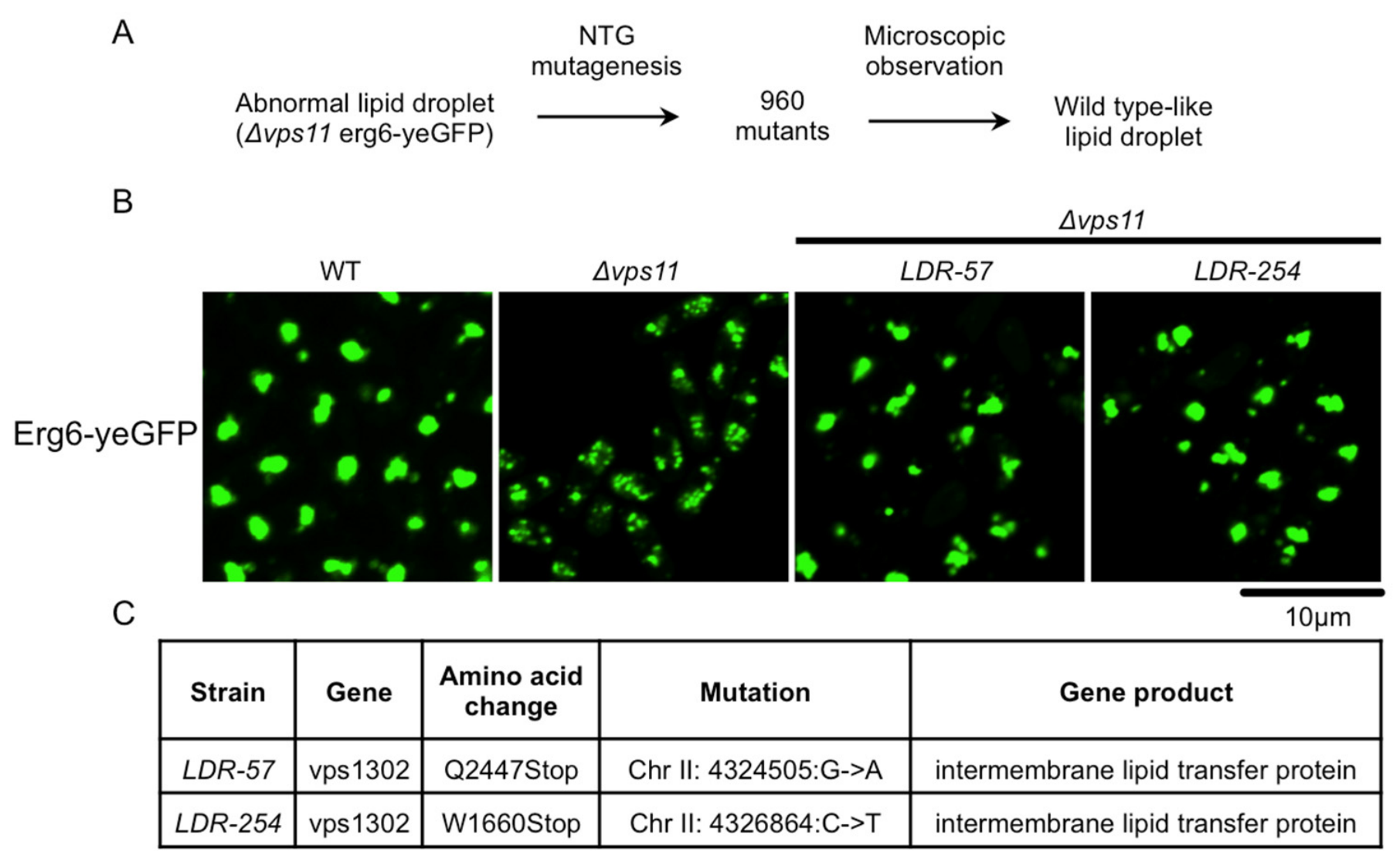 Cells 15 01724 g005 Cells 15 01724 g005
