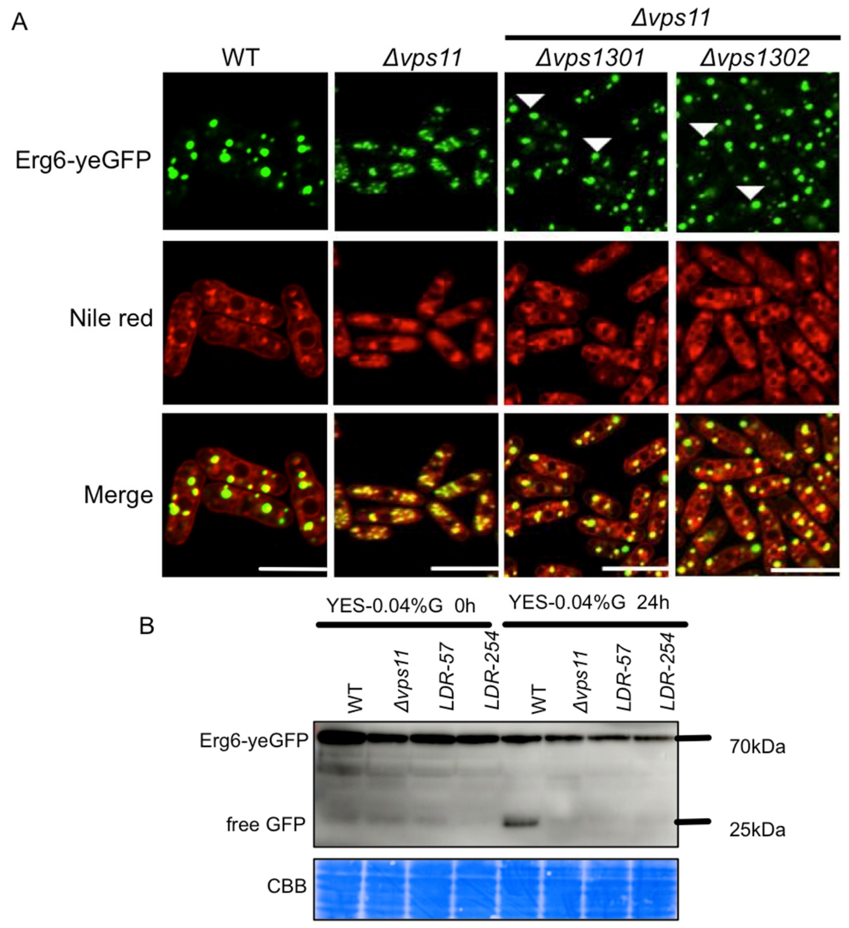 Cells 15 01724 g006 Cells 15 01724 g006