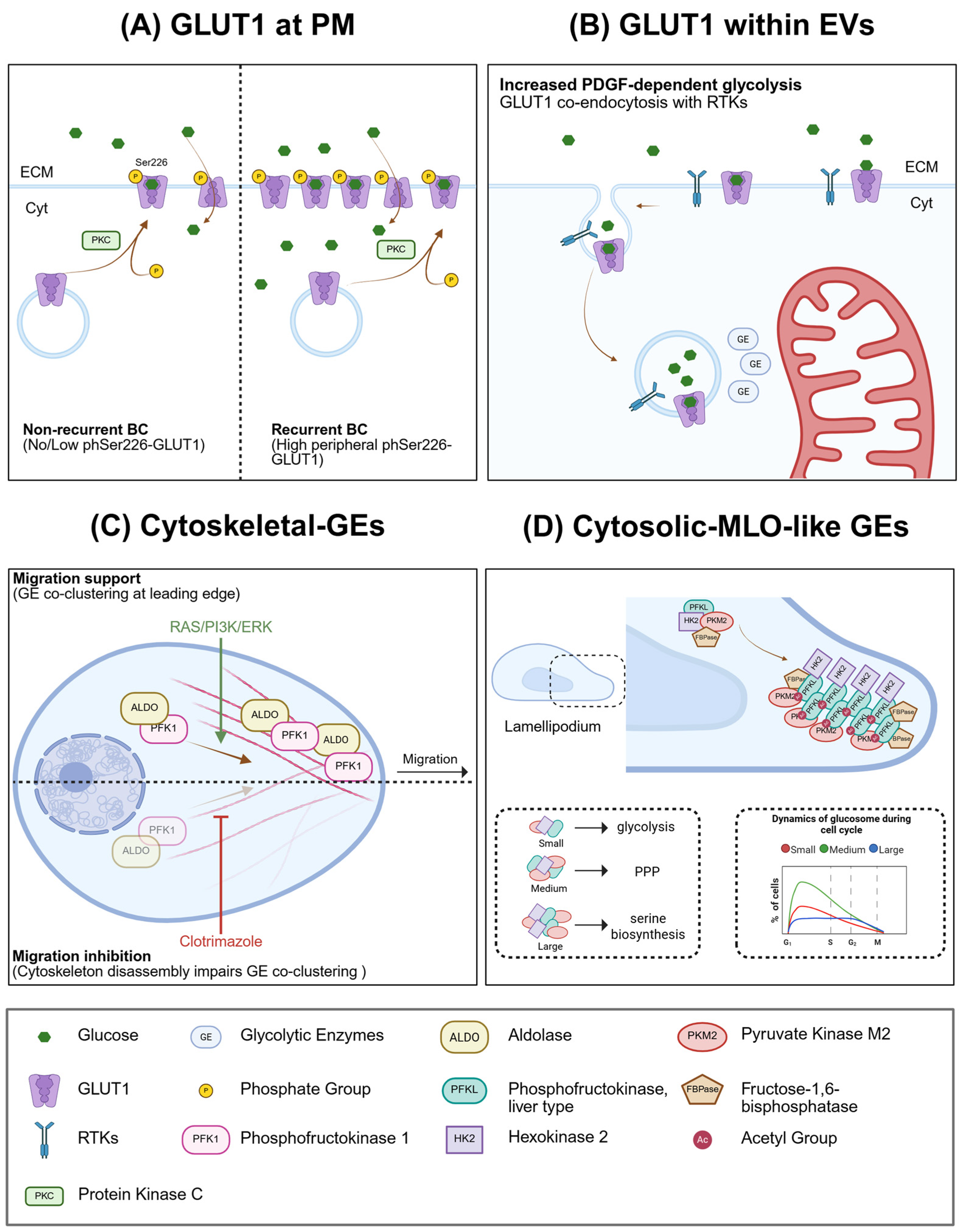 Cells 15 01726 g002 Cells 15 01726 g002