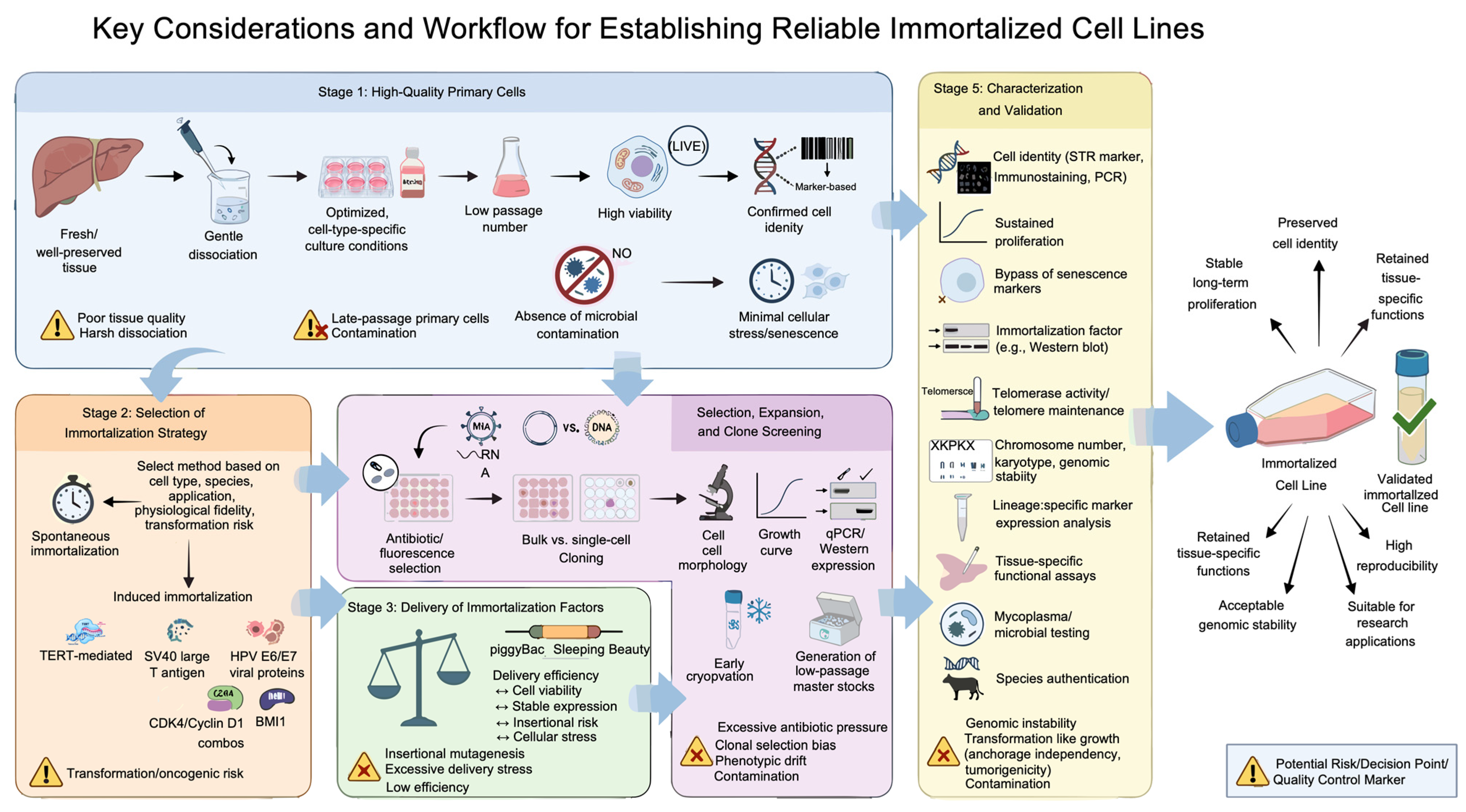 Cells 15 01741 g002 Cells 15 01741 g002
