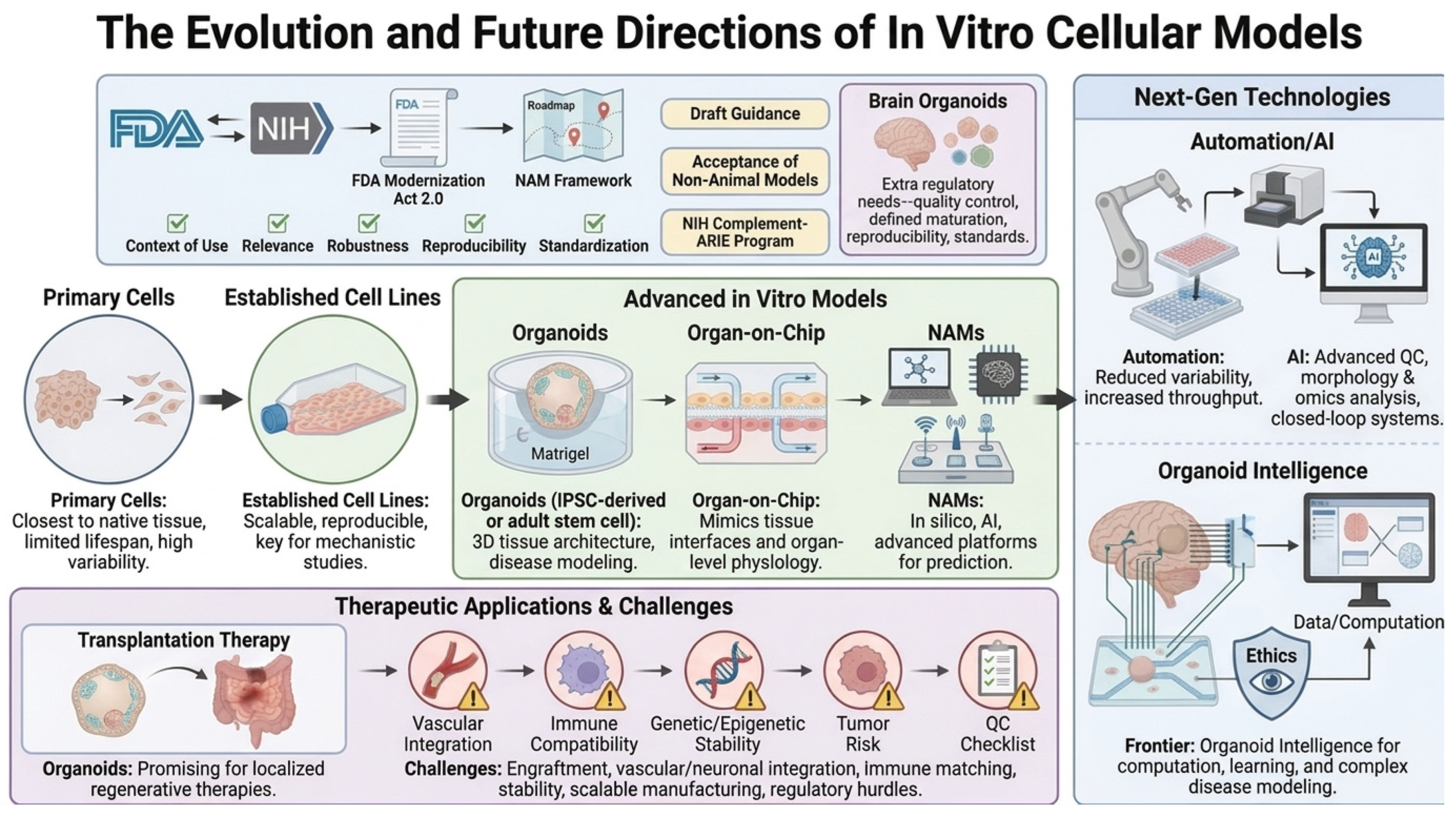 Cells 15 01741 g005 Cells 15 01741 g005
