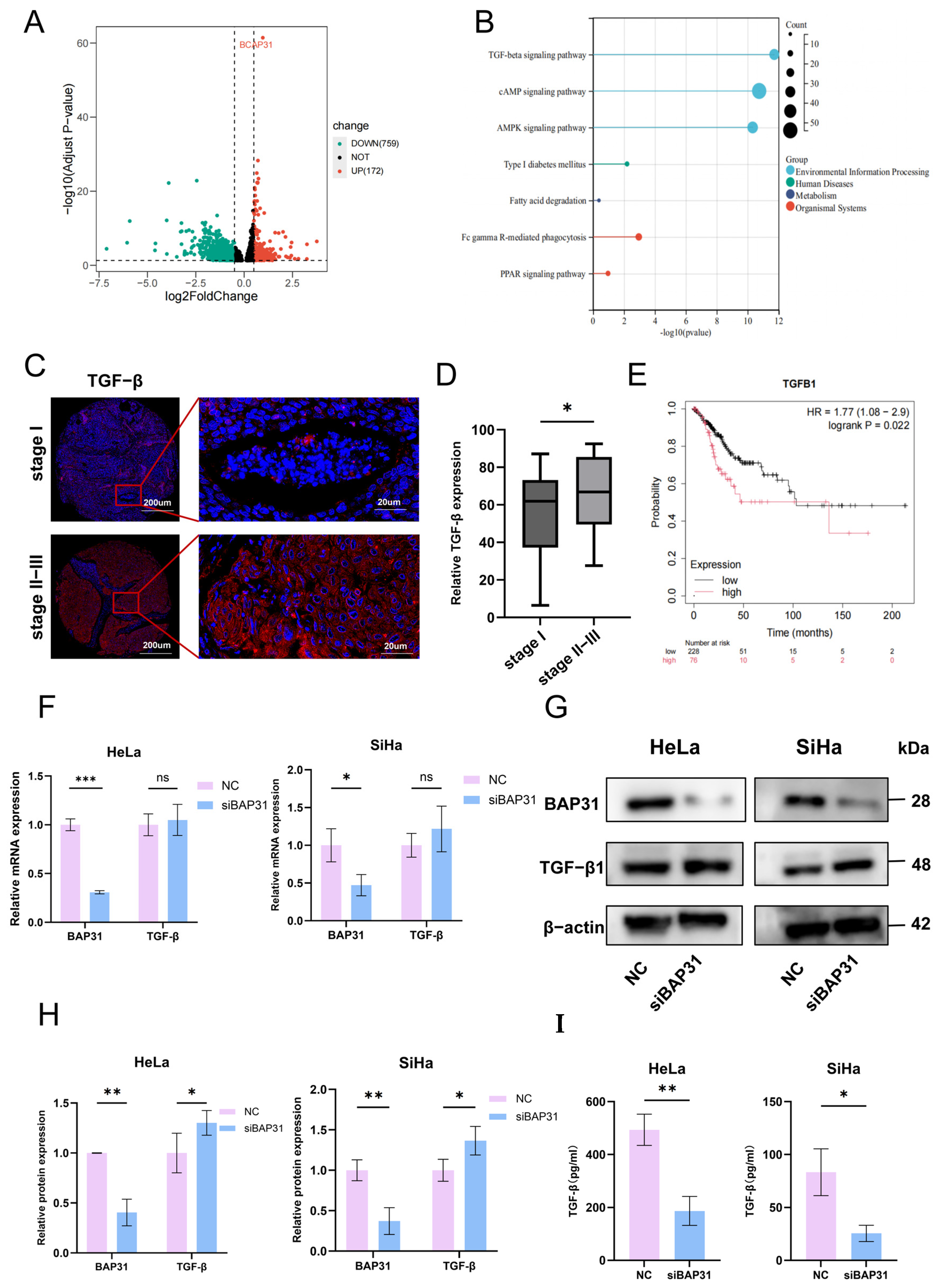 Cells 15 01765 g004