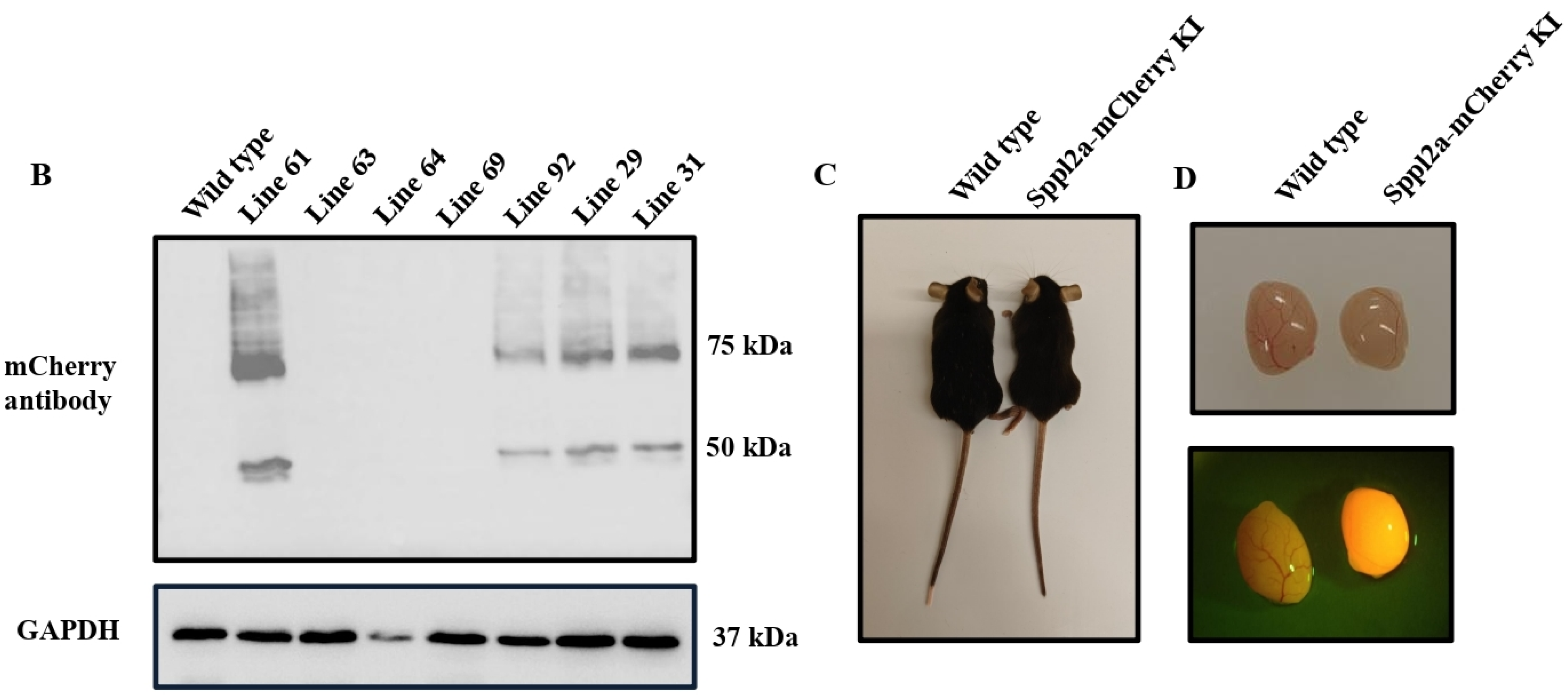 Cells 15 01773 g001b Cells 15 01773 g001b
