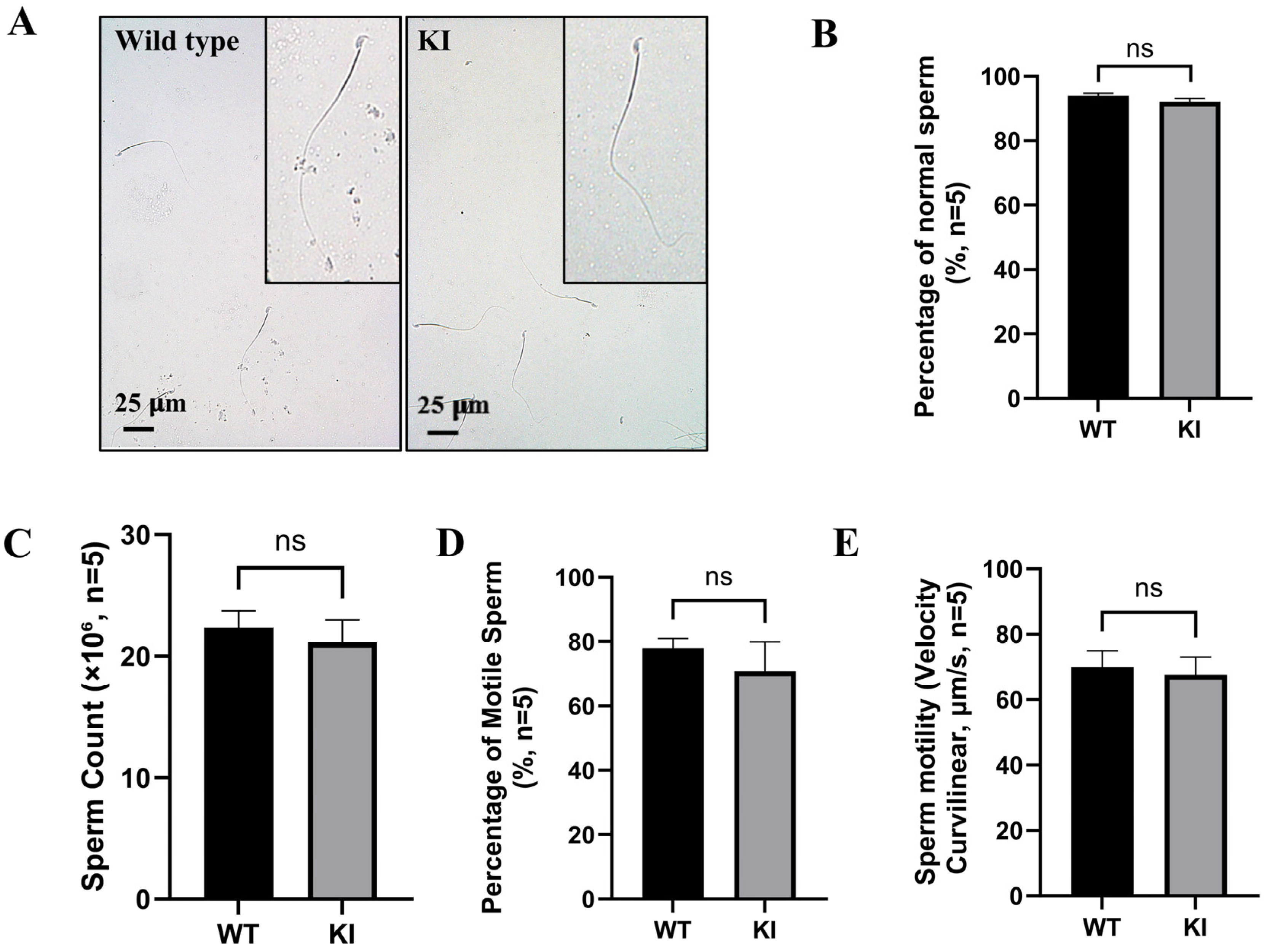 Cells 15 01773 g002 Cells 15 01773 g002