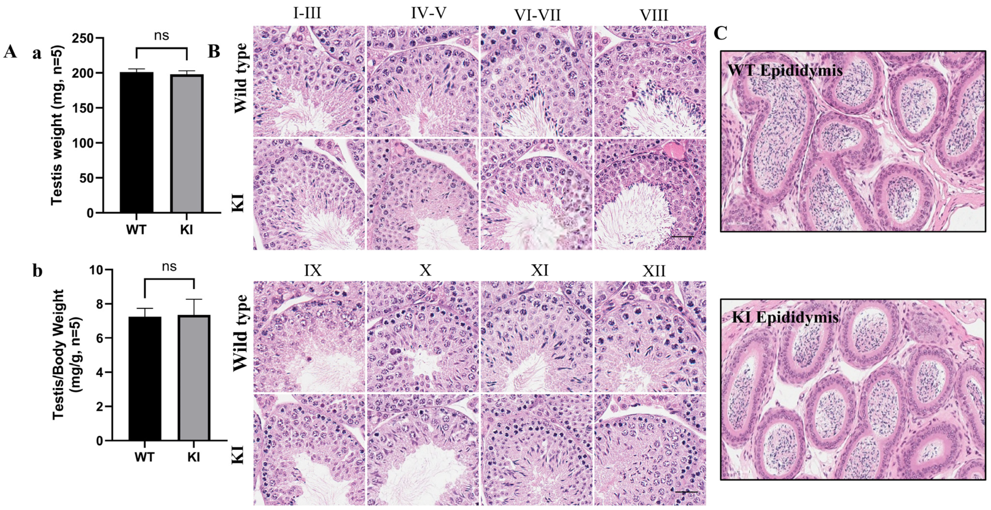 Cells 15 01773 g003 Cells 15 01773 g003