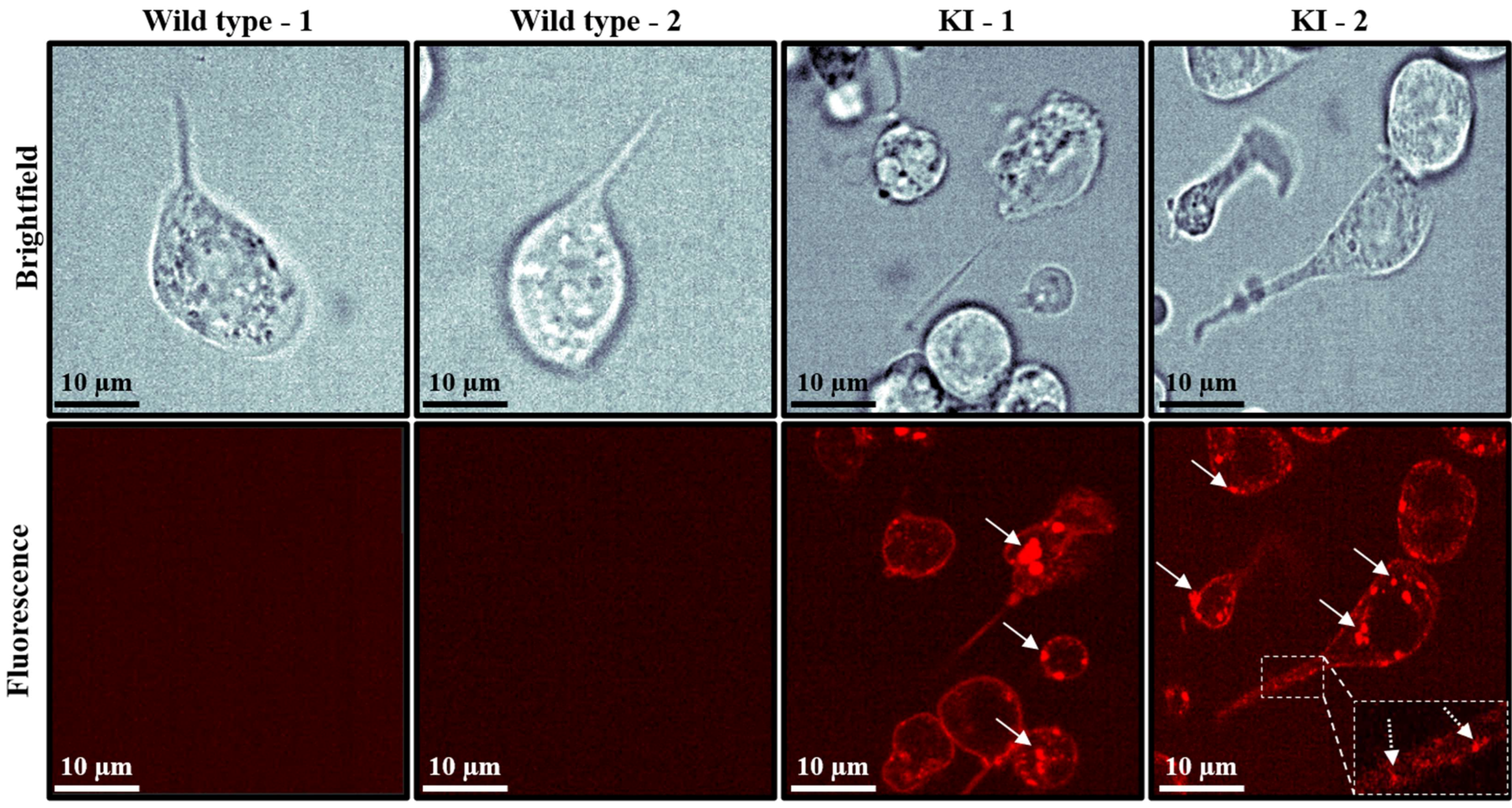 Cells 15 01773 g004 Cells 15 01773 g004