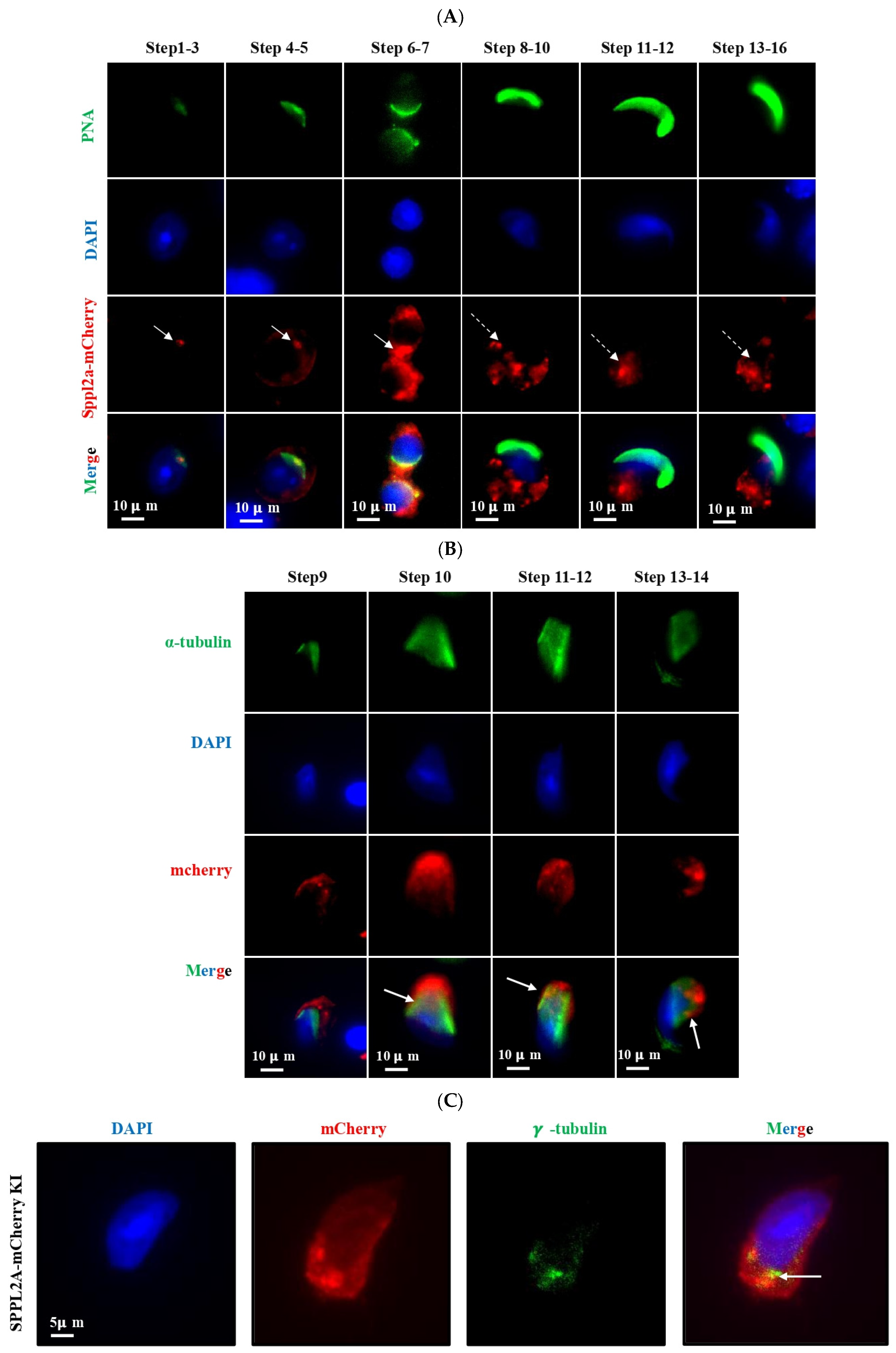 Cells 15 01773 g005 Cells 15 01773 g005