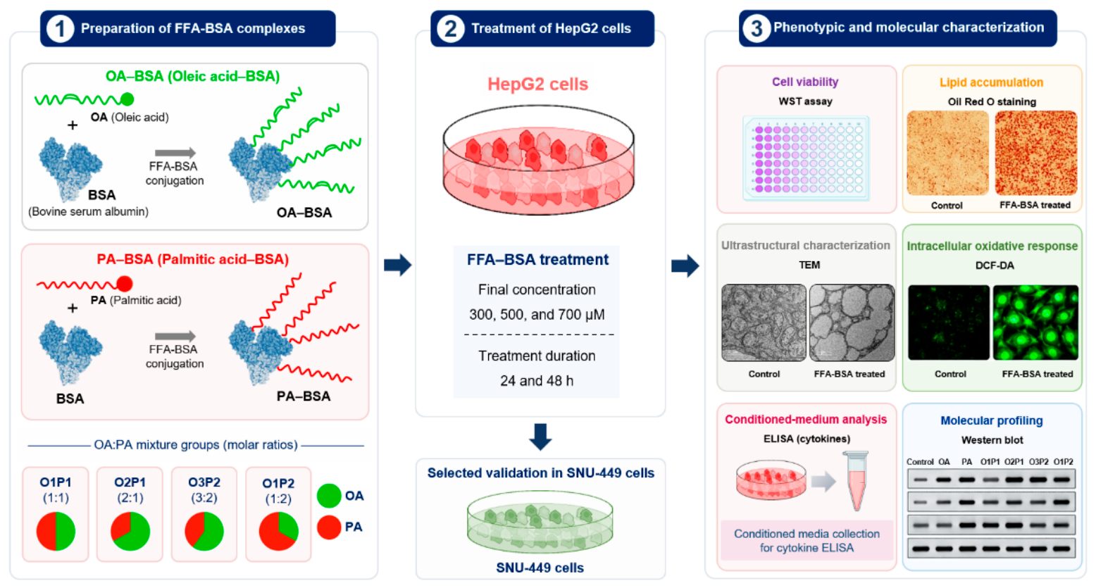 Cells 15 01774 g001 Cells 15 01774 g001