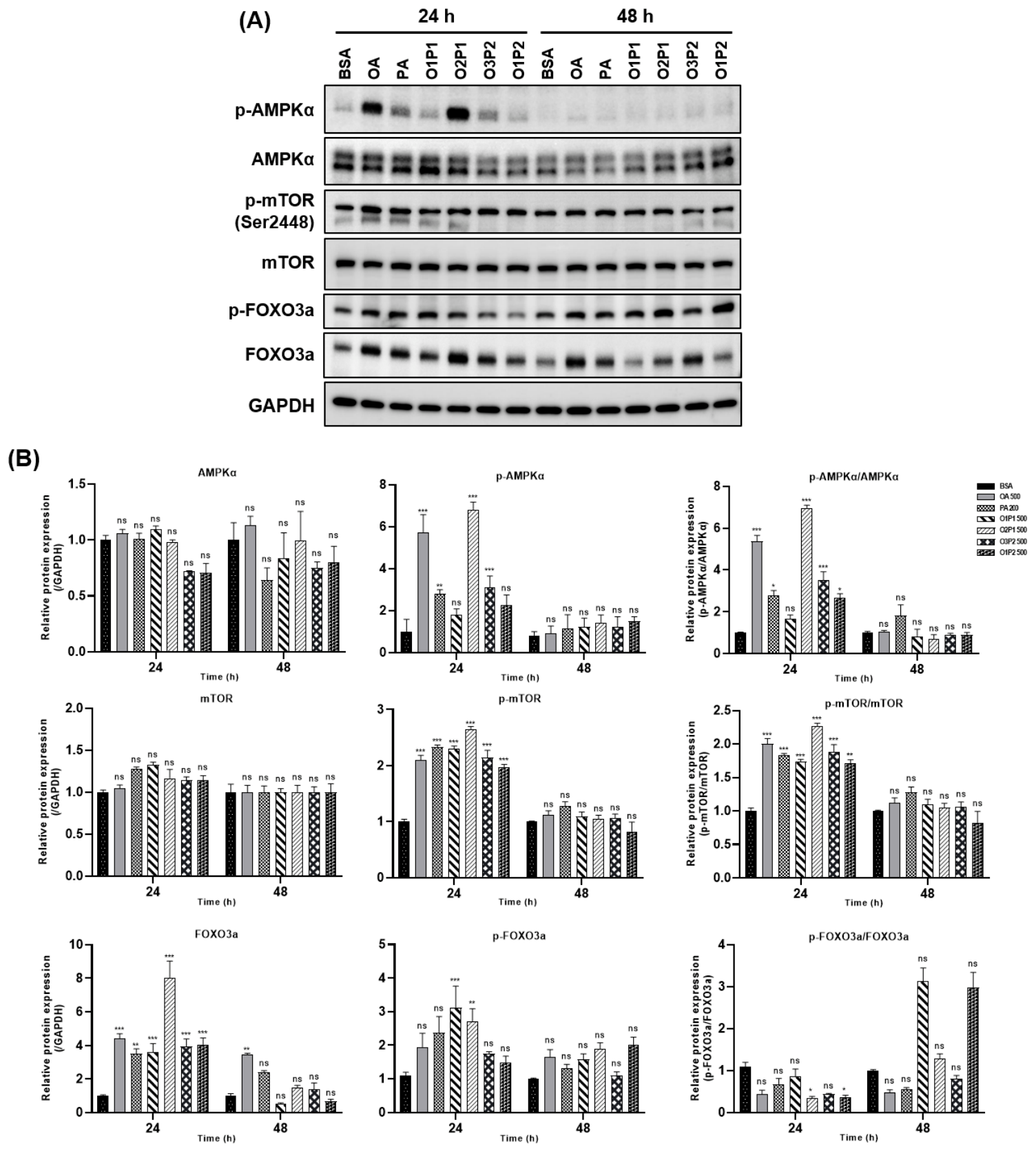 Cells 15 01774 g007 Cells 15 01774 g007