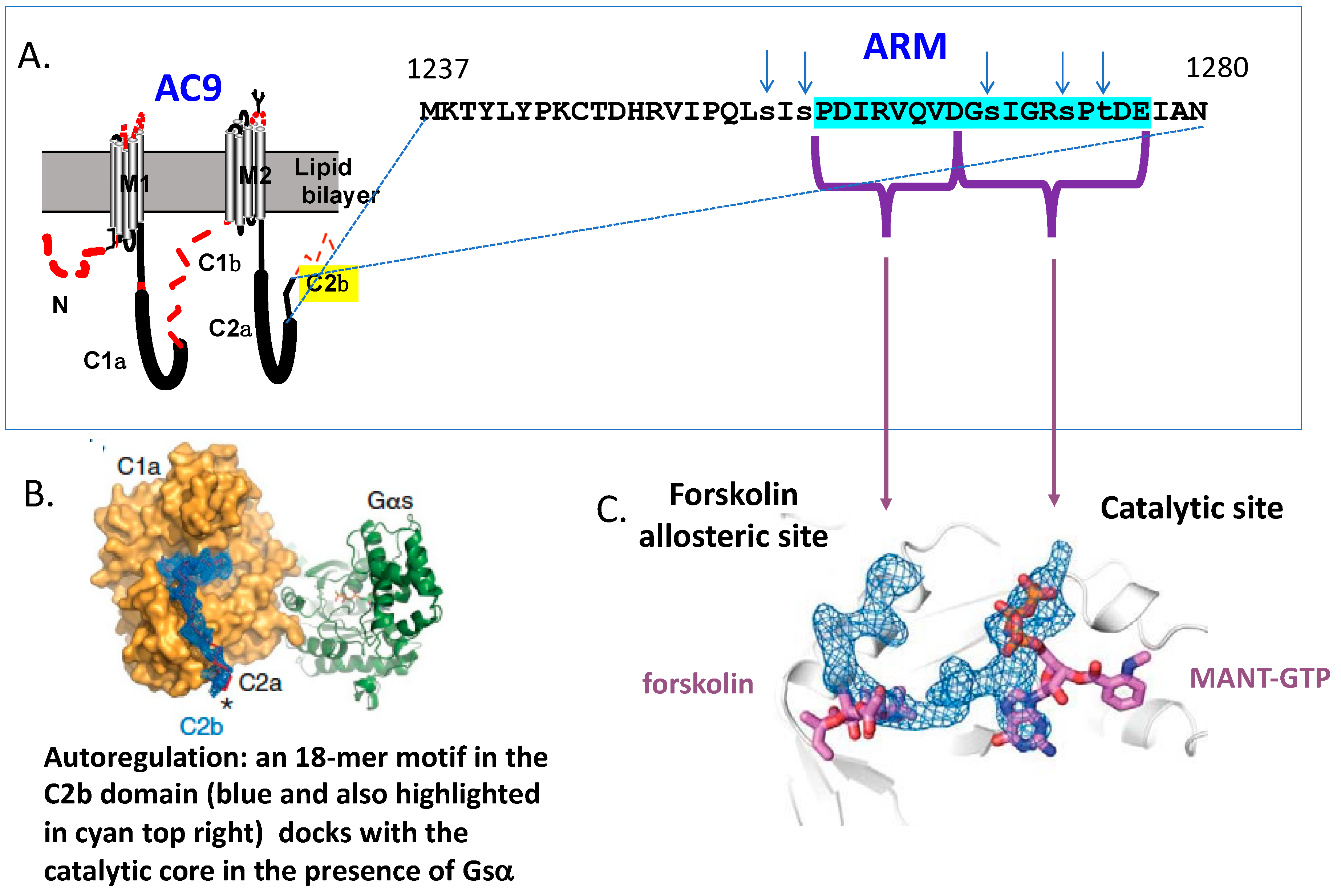 Cells 15 01836 g003 Cells 15 01836 g003