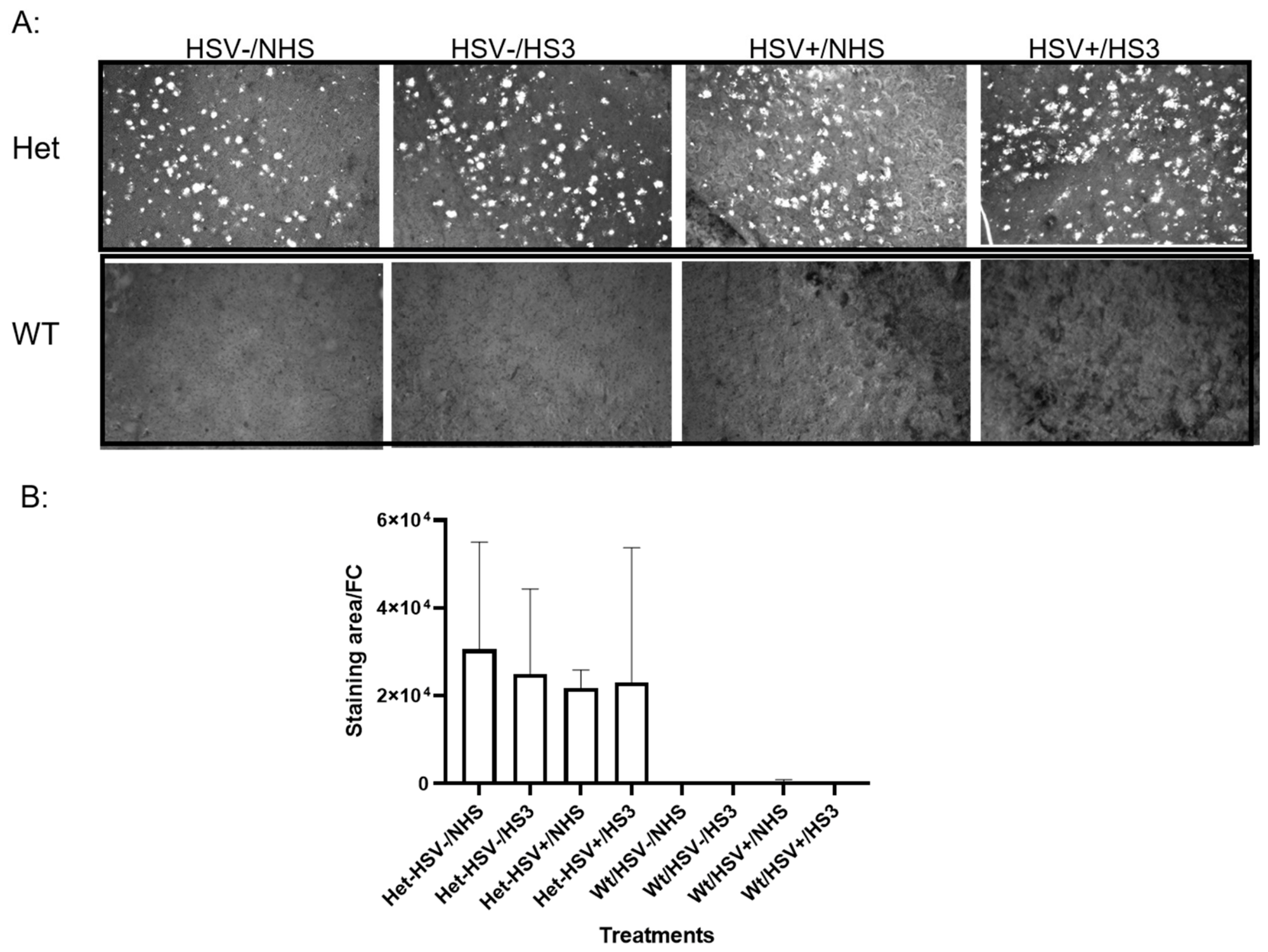 Cells 15 01841 g007 Cells 15 01841 g007