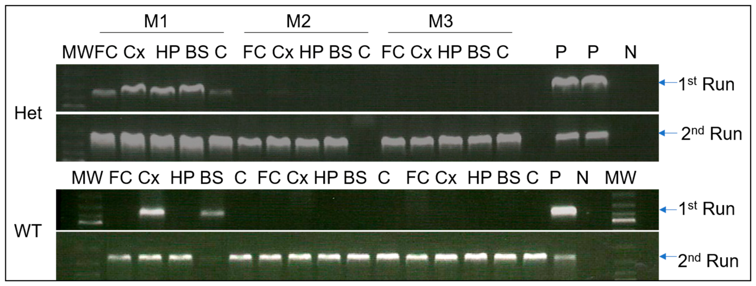 Cells 15 01841 g011 Cells 15 01841 g011