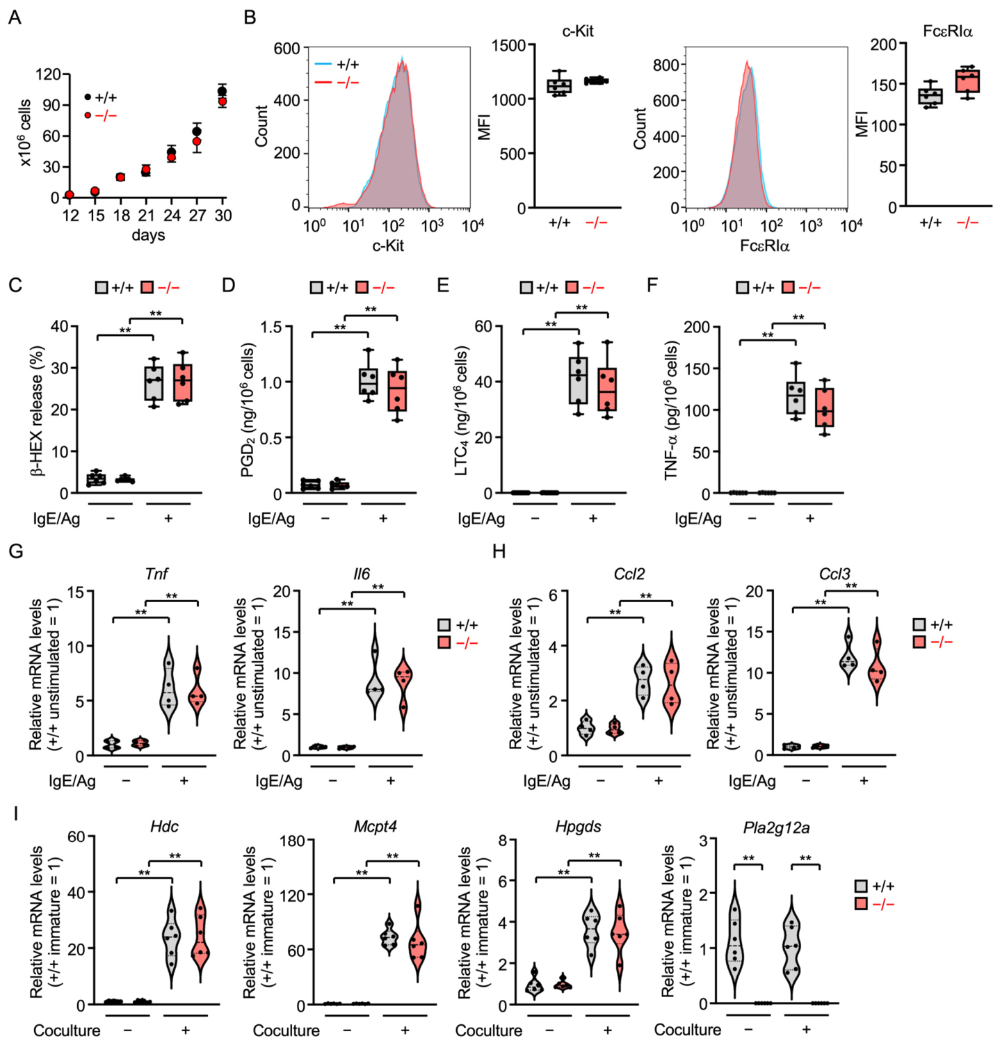 Cells 15 01848 g002 Cells 15 01848 g002