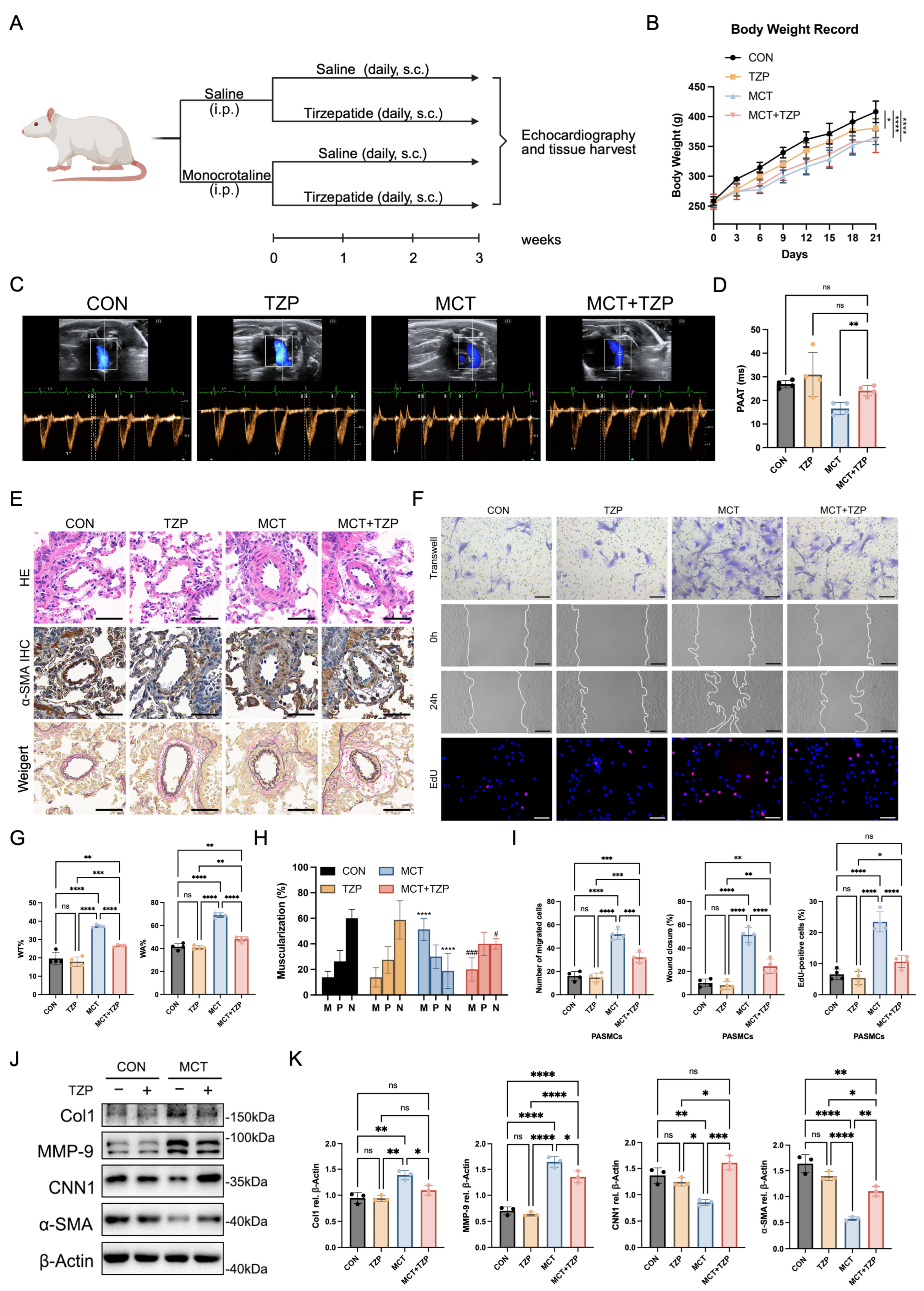 Cells 15 01900 g001