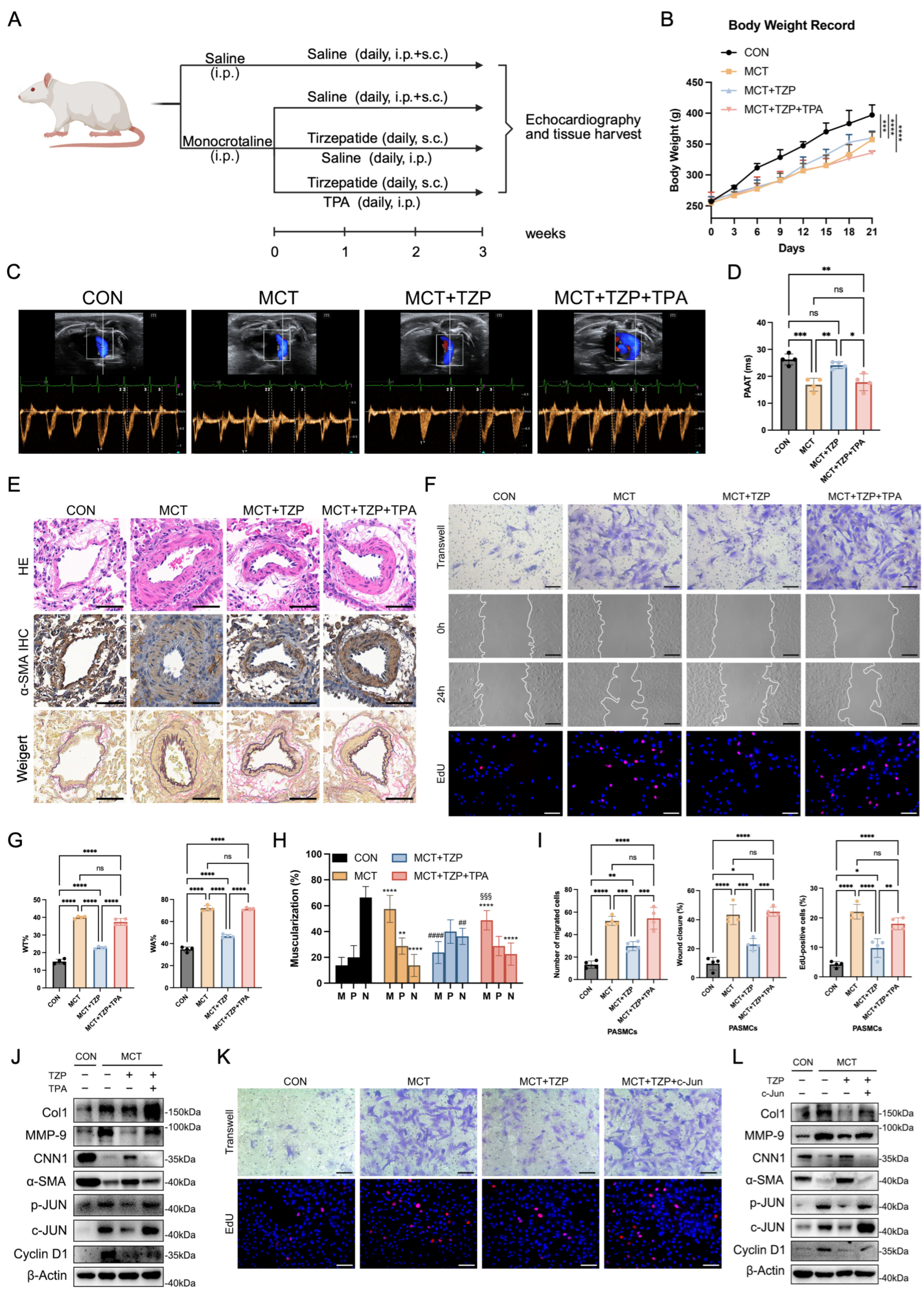 Cells 15 01900 g006