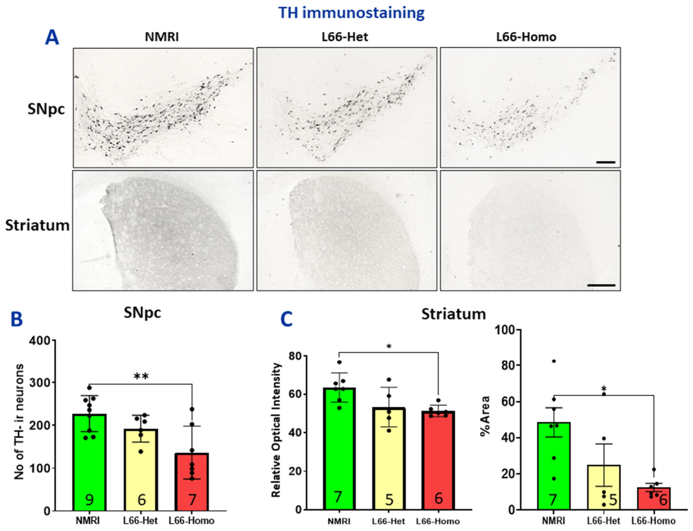 Cells 15 01908 g005