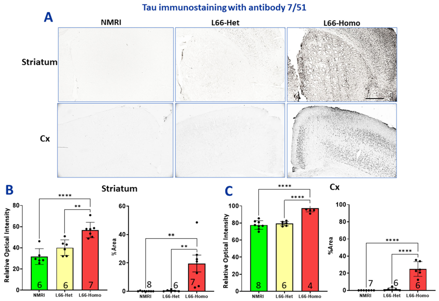 Cells 15 01908 g007