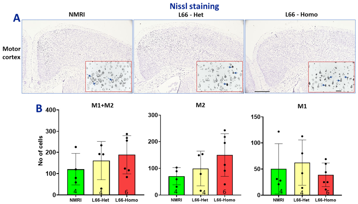 Cells 15 01908 g012