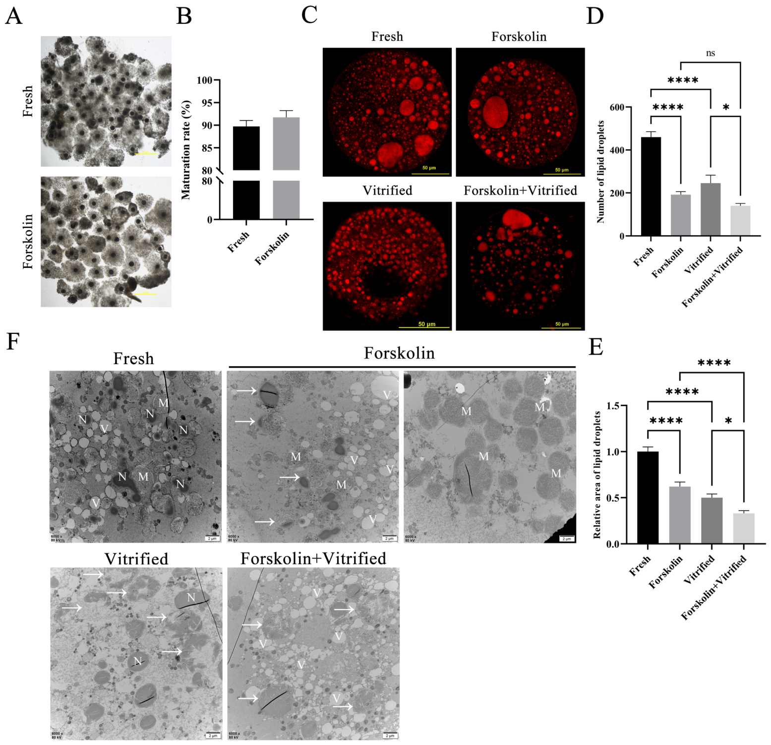 Cells 15 01909 g001 Cells 15 01909 g001