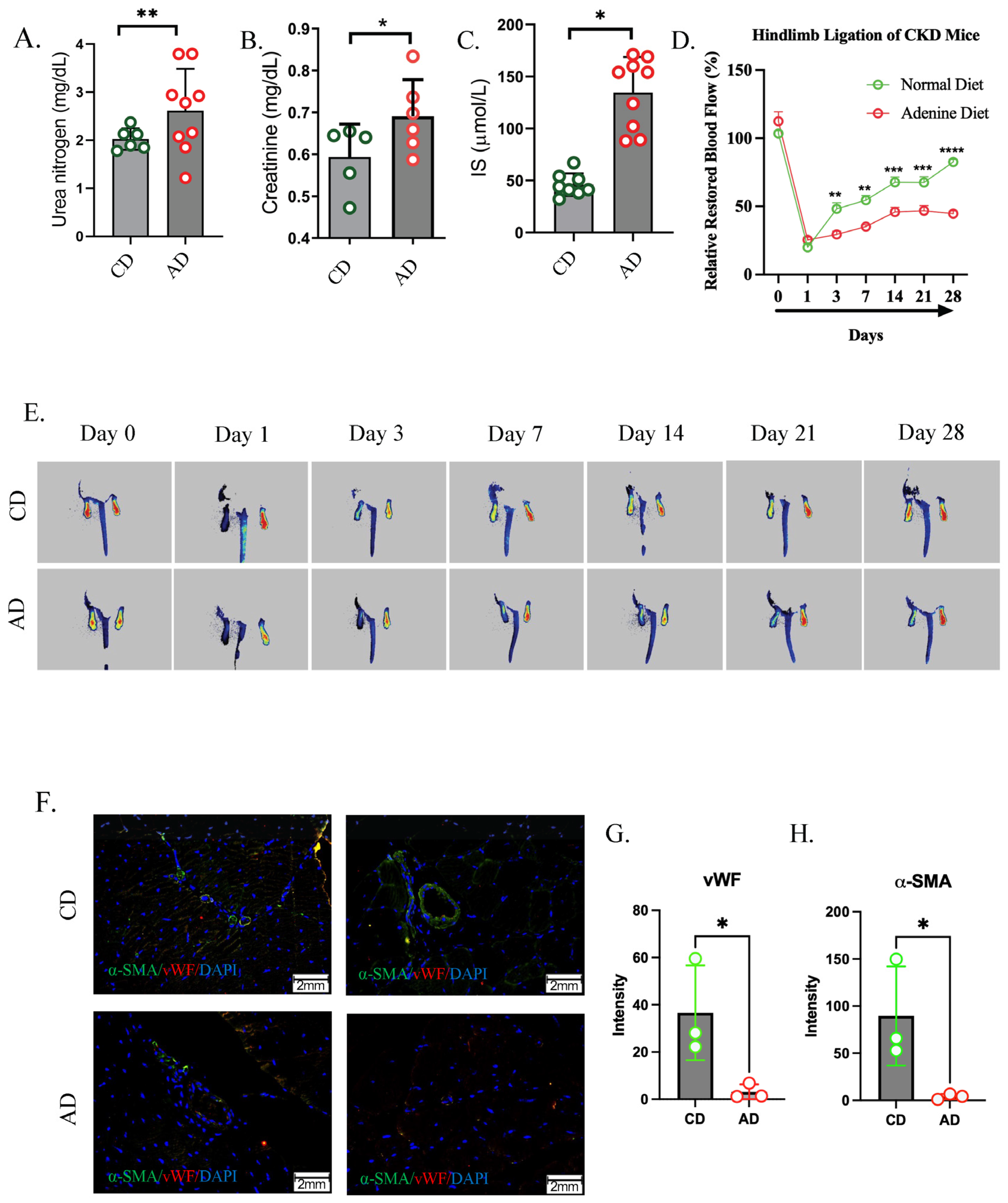 Inhibition of FAK-Actin Pathway by Indoxyl Sulfate Suppresses ...