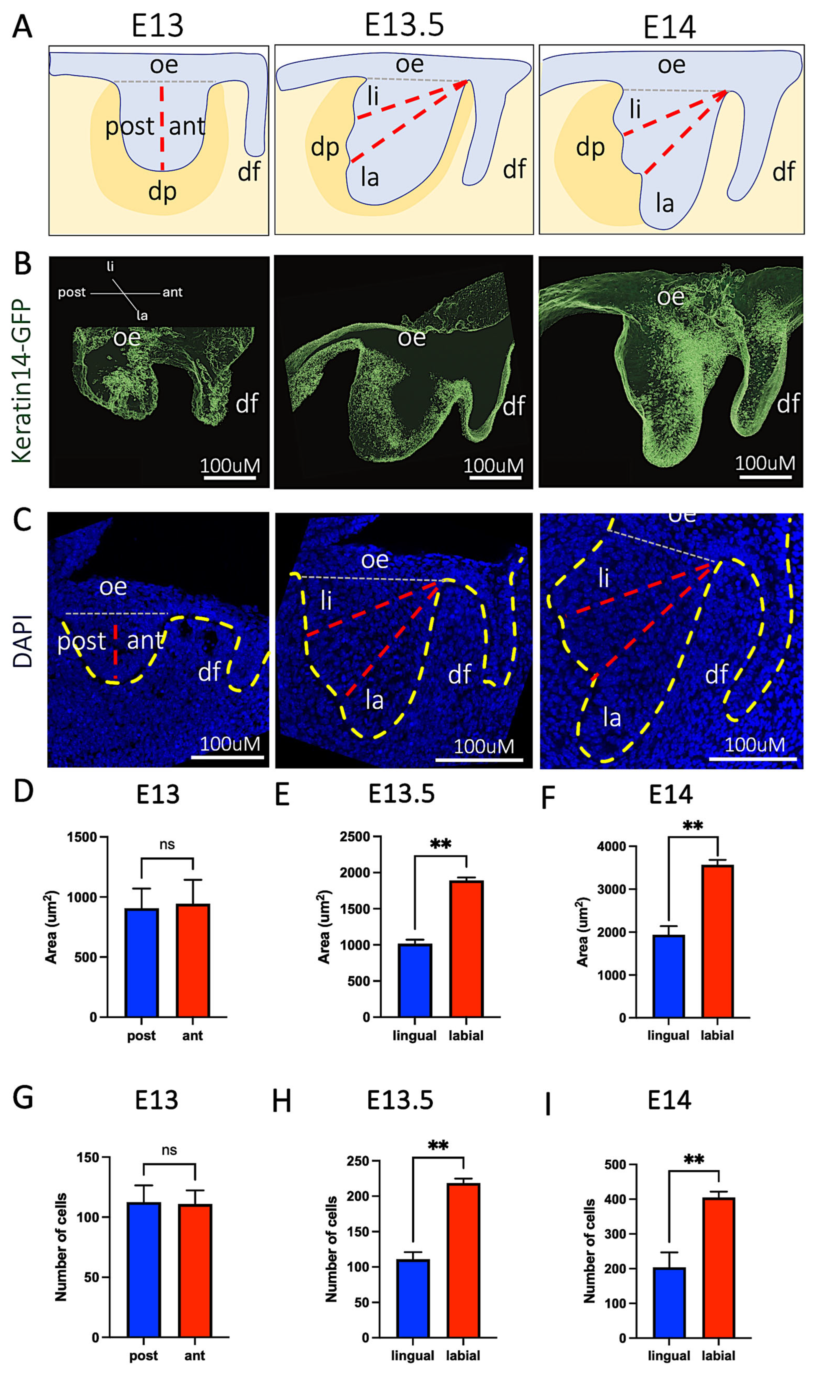 Embryological Rotation Notch Signalling Controls Differential Proliferation During Rotation ...