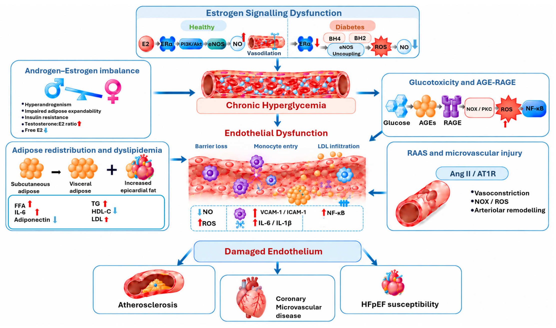 Protector 2073 Loss of Female Cardiovascular Protection in Diabetes: From Mechanisms ...