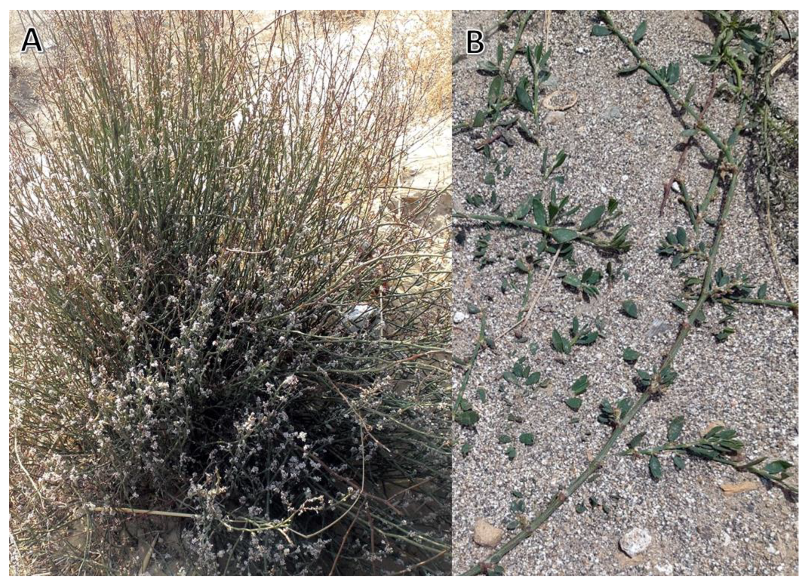 Chemistry 05 00151 g001