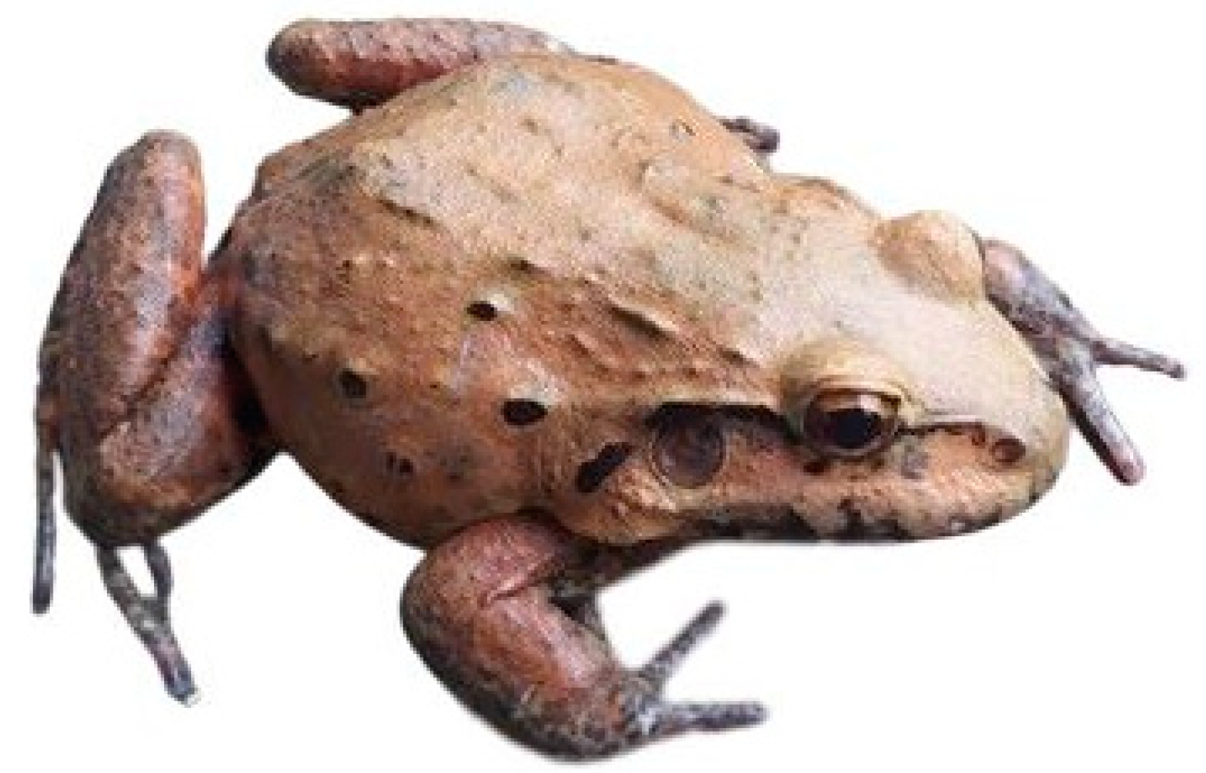 Chemistry 06 00019 g001