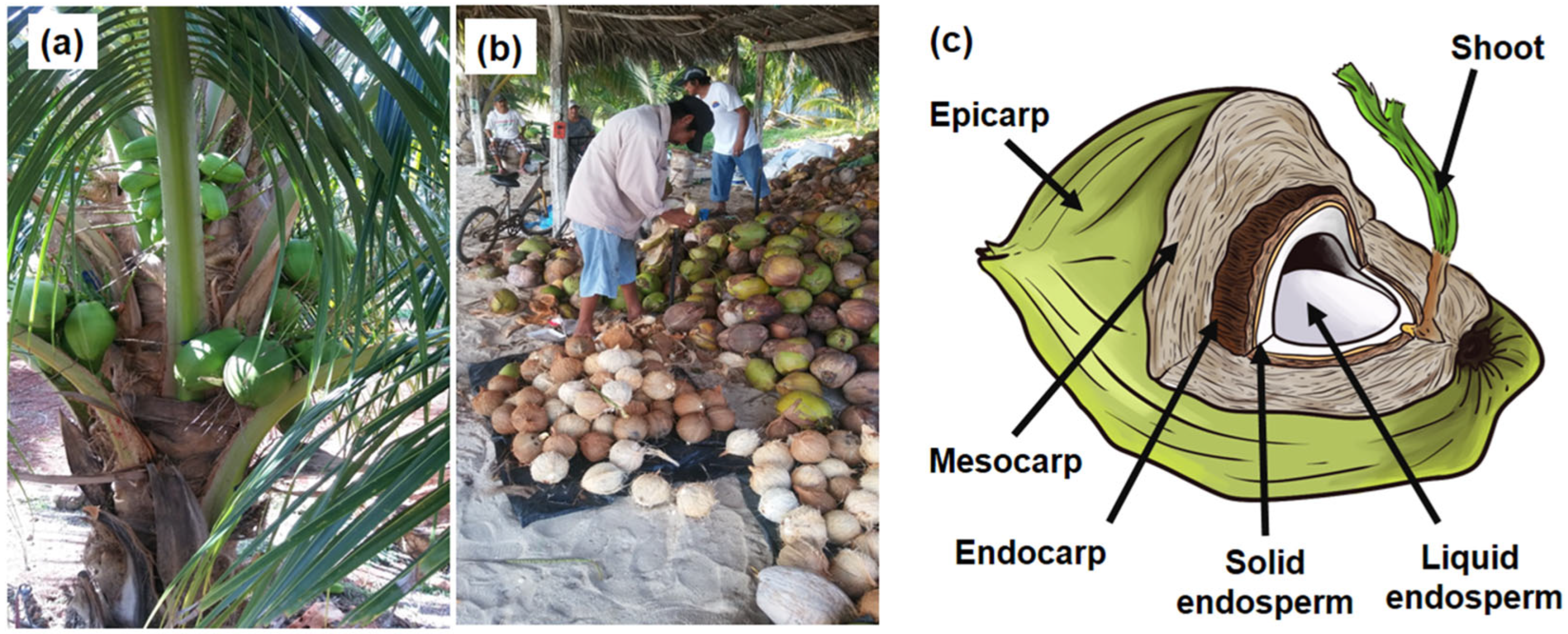 Chemistry 07 00088 g001