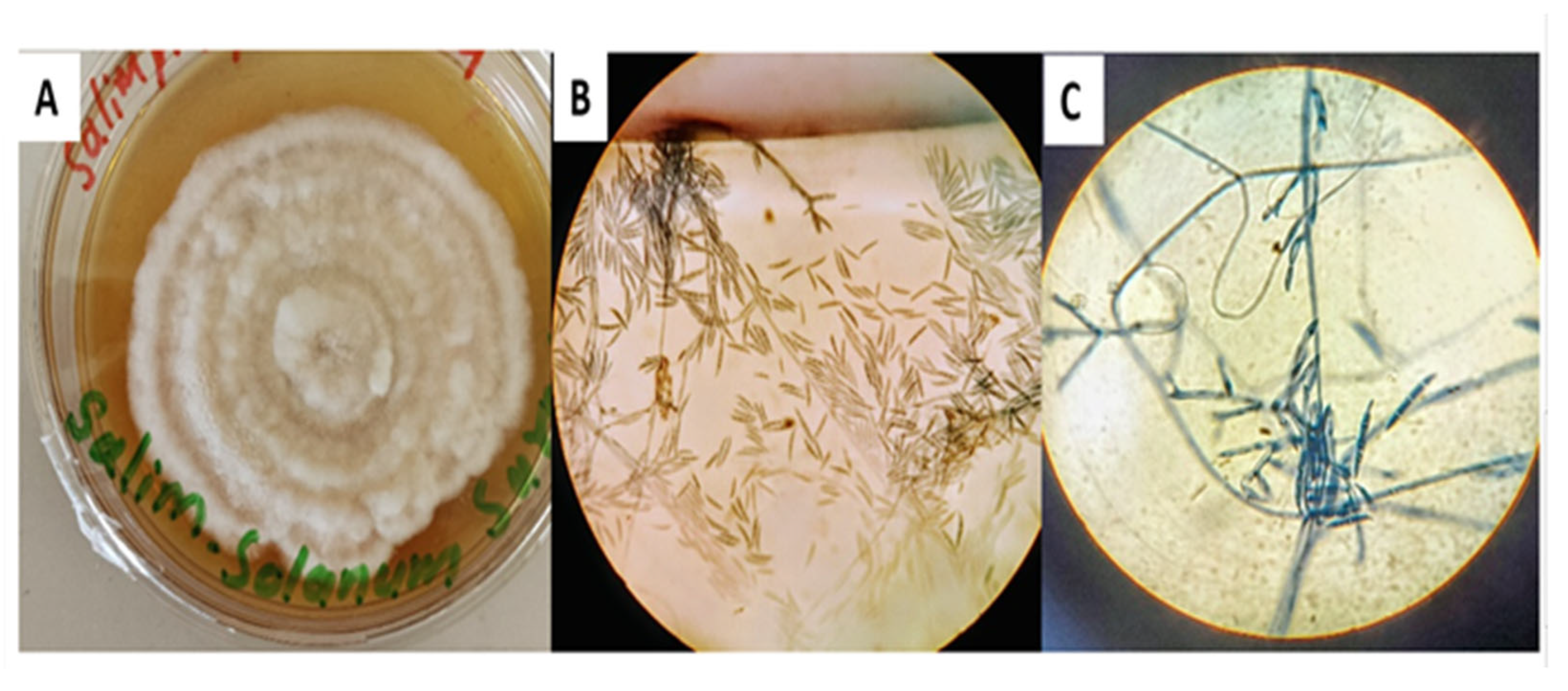 Chemistry 07 00130 g001