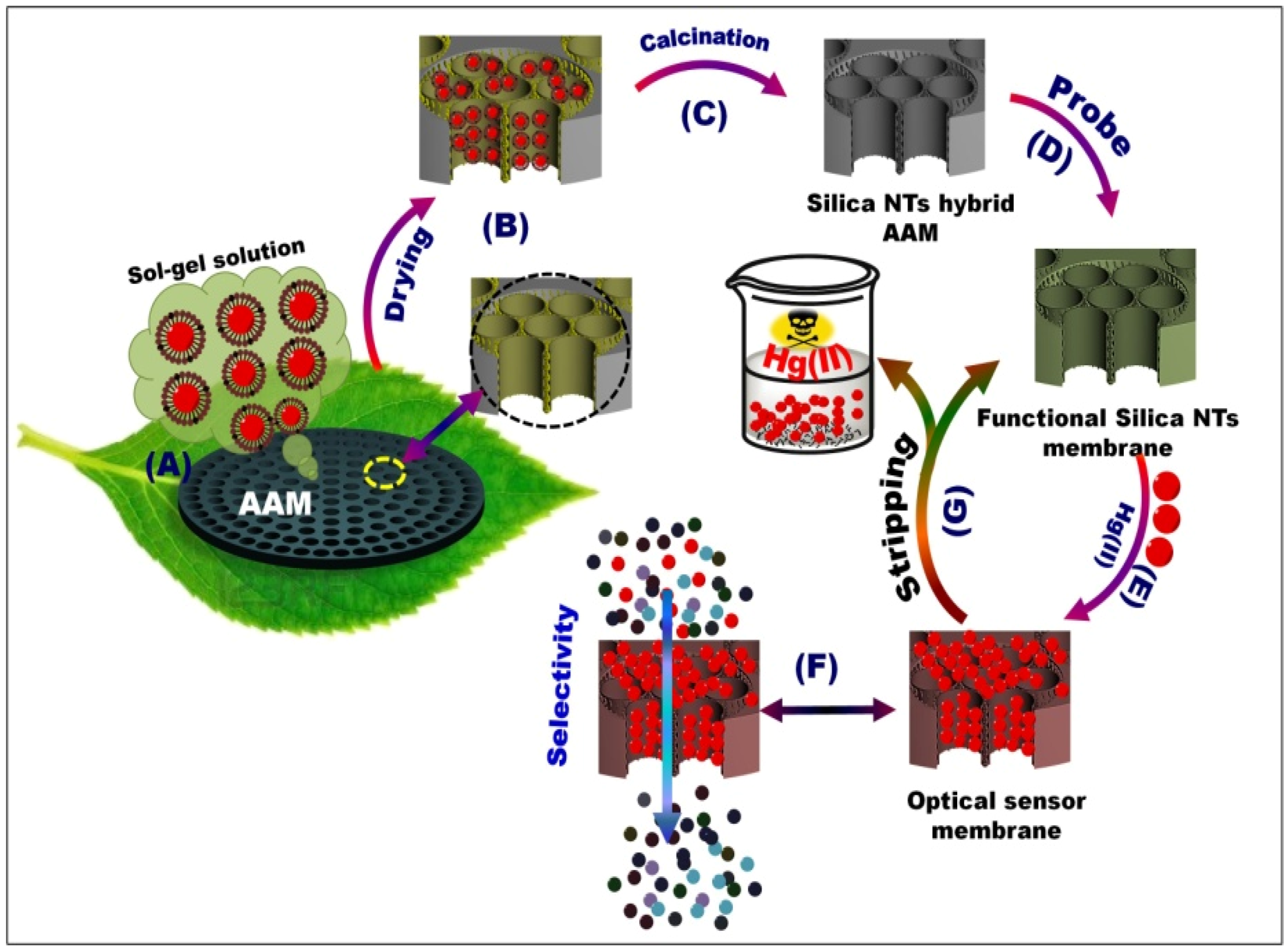 Chemosensors 02 00219 g006